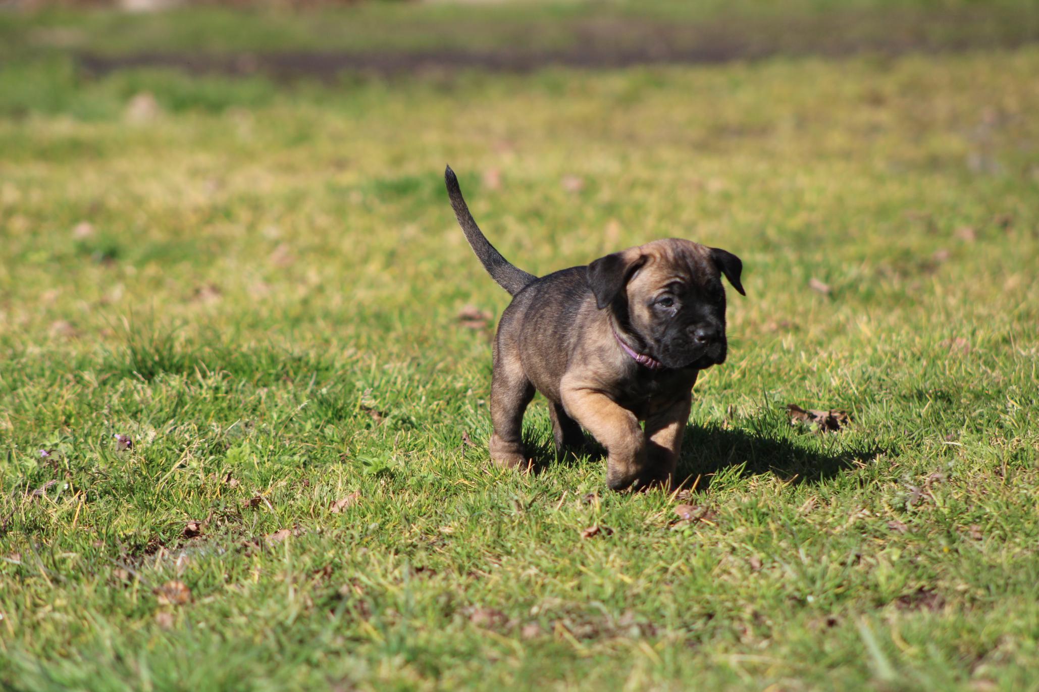 Image Cane Corso