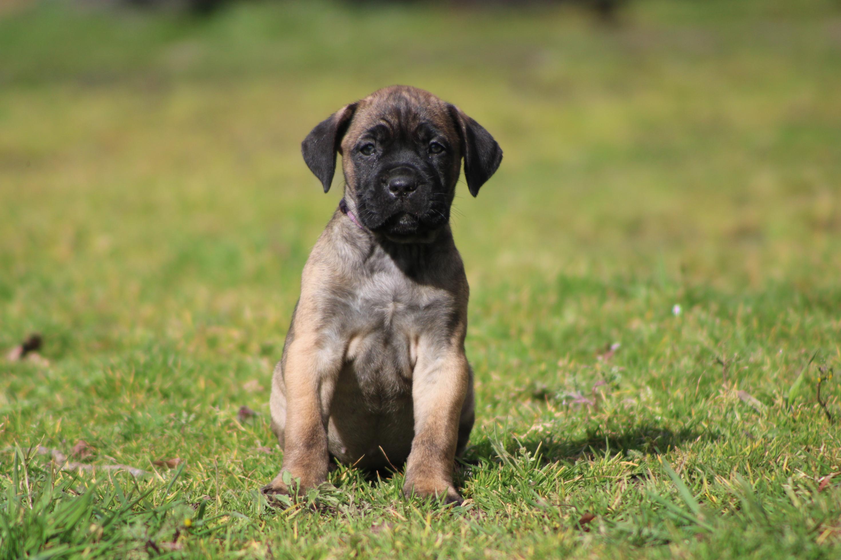 Image Cane Corso