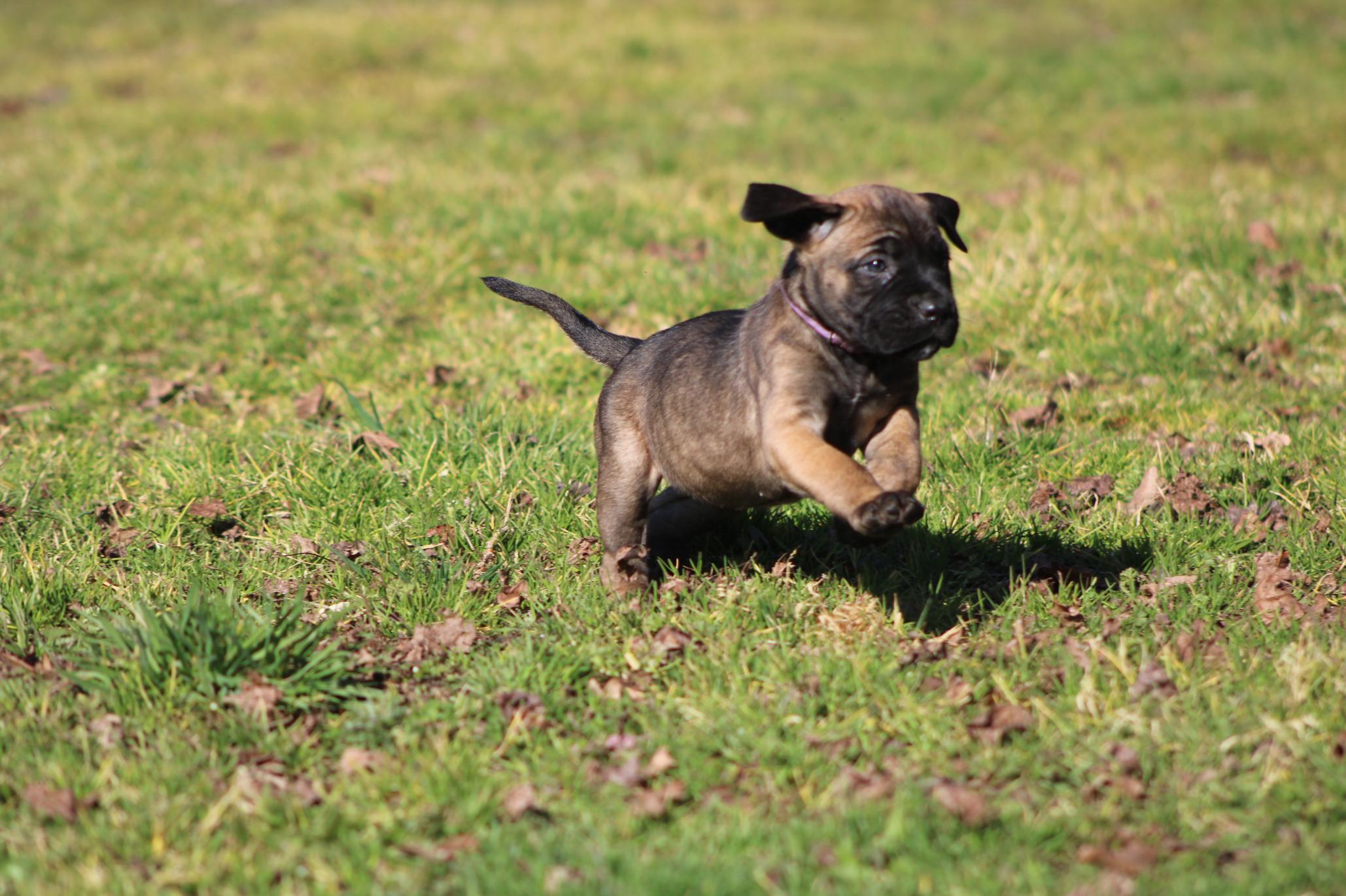 Image Cane Corso