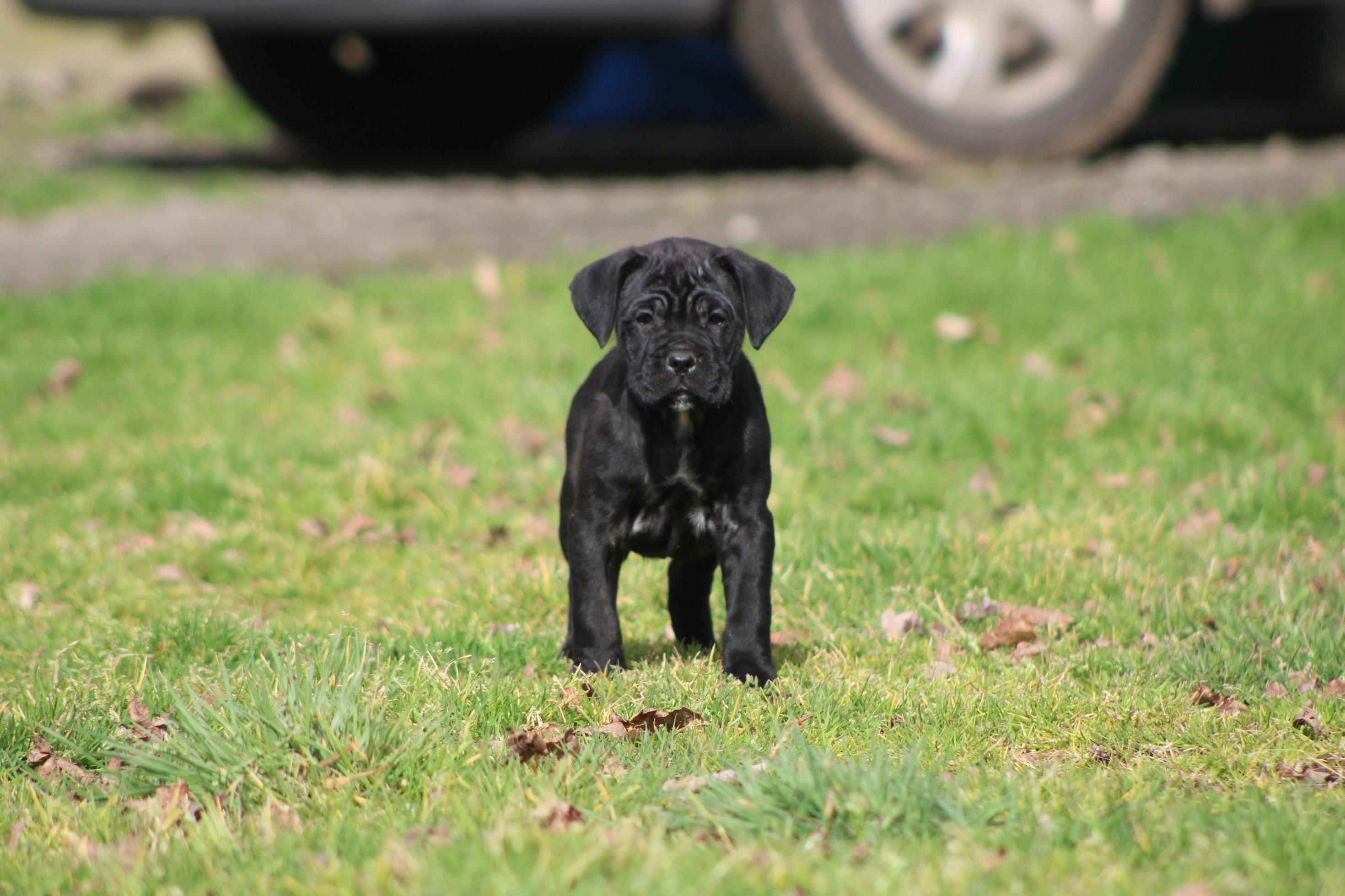 Image Cane Corso