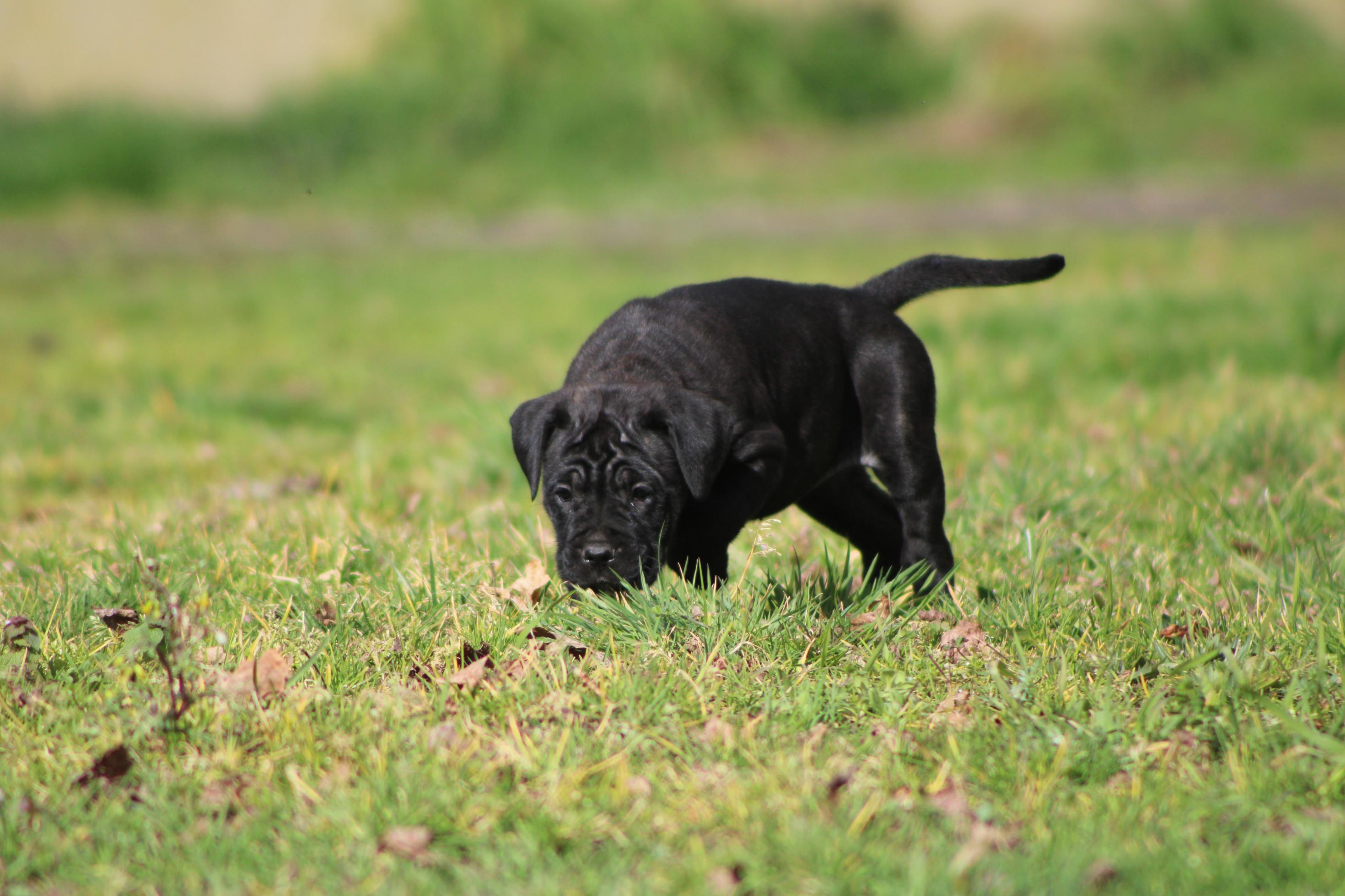 Image Cane Corso