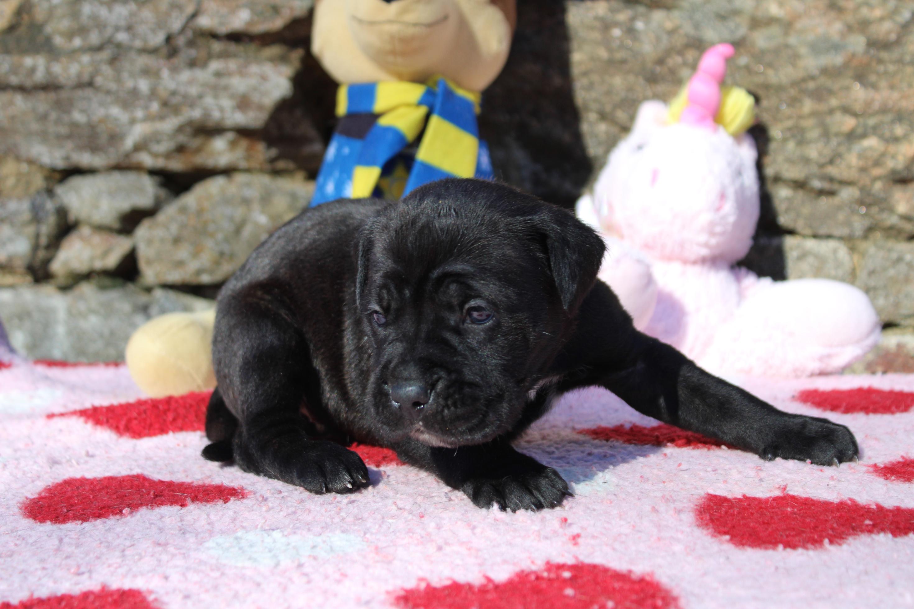 Image Cane Corso