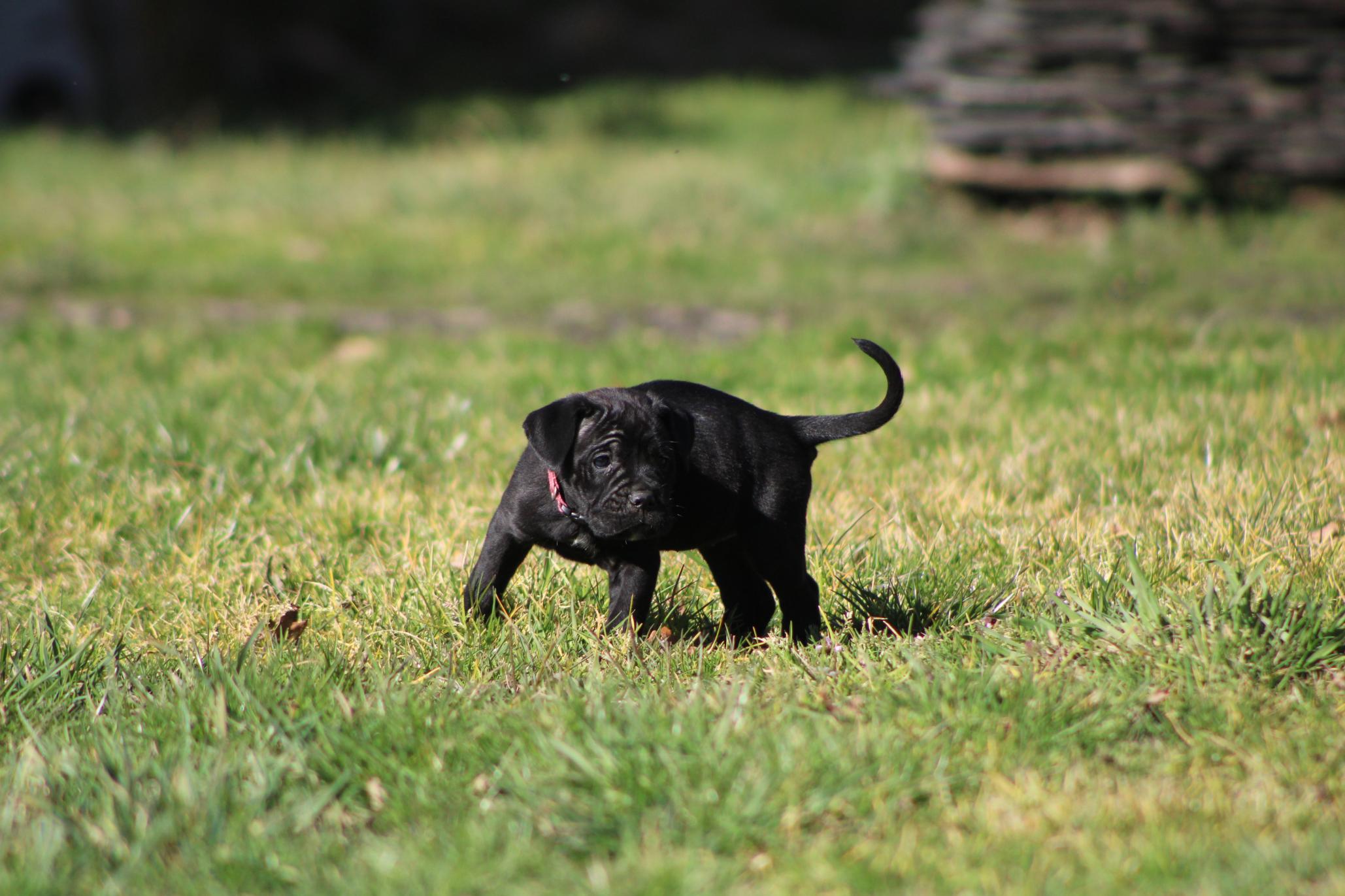 Image Cane Corso