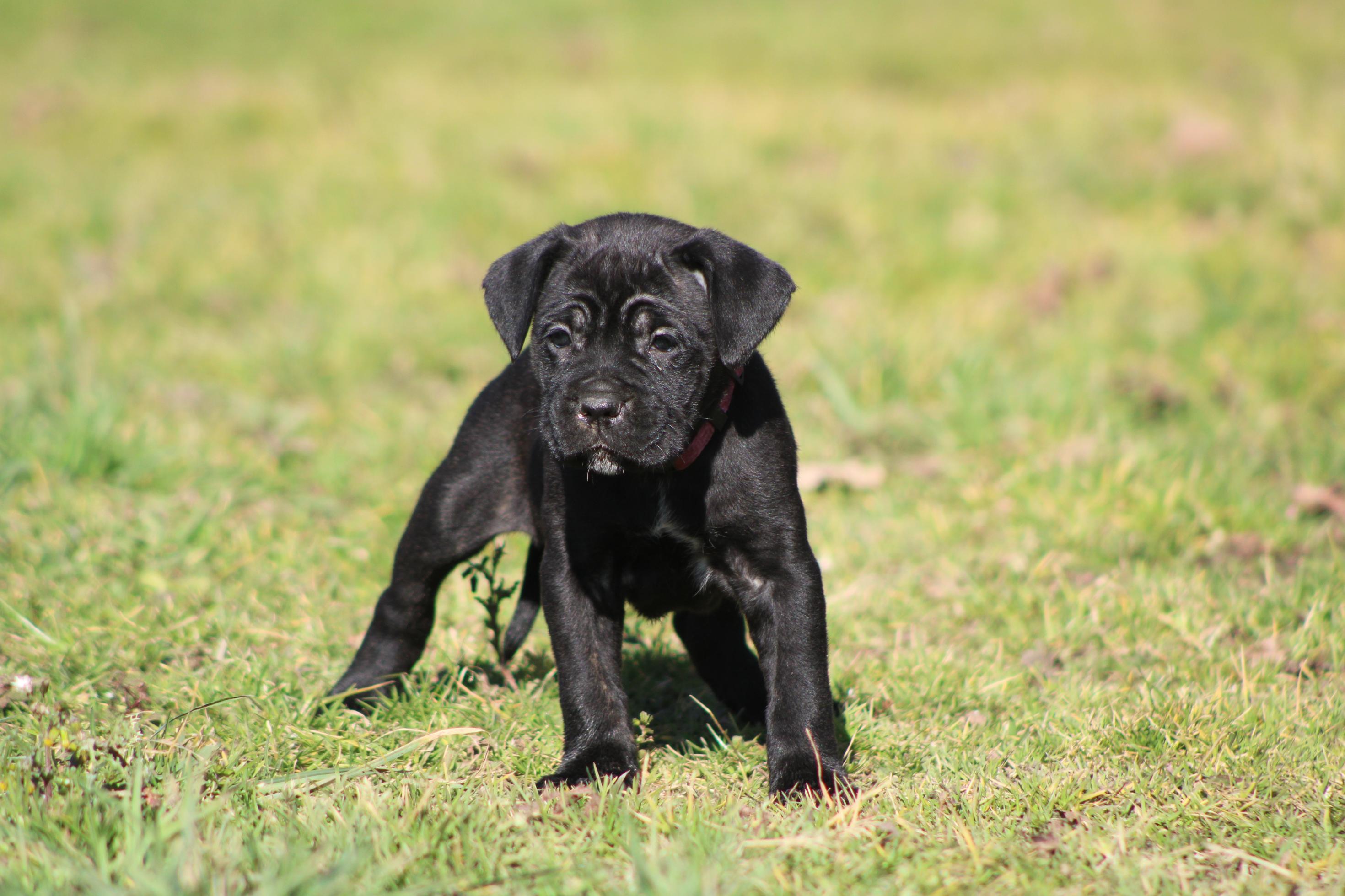 Image Cane Corso
