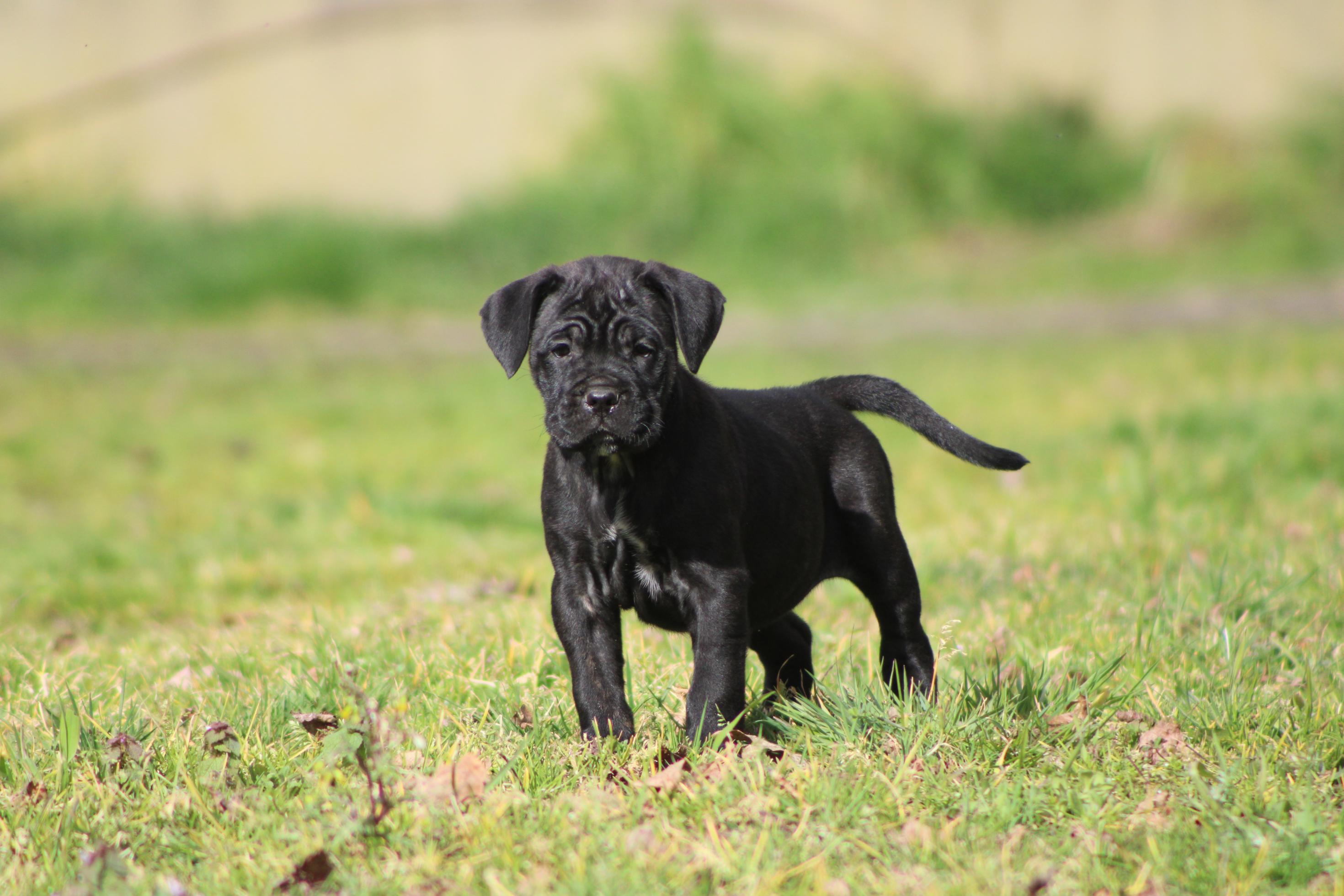 Image Cane Corso
