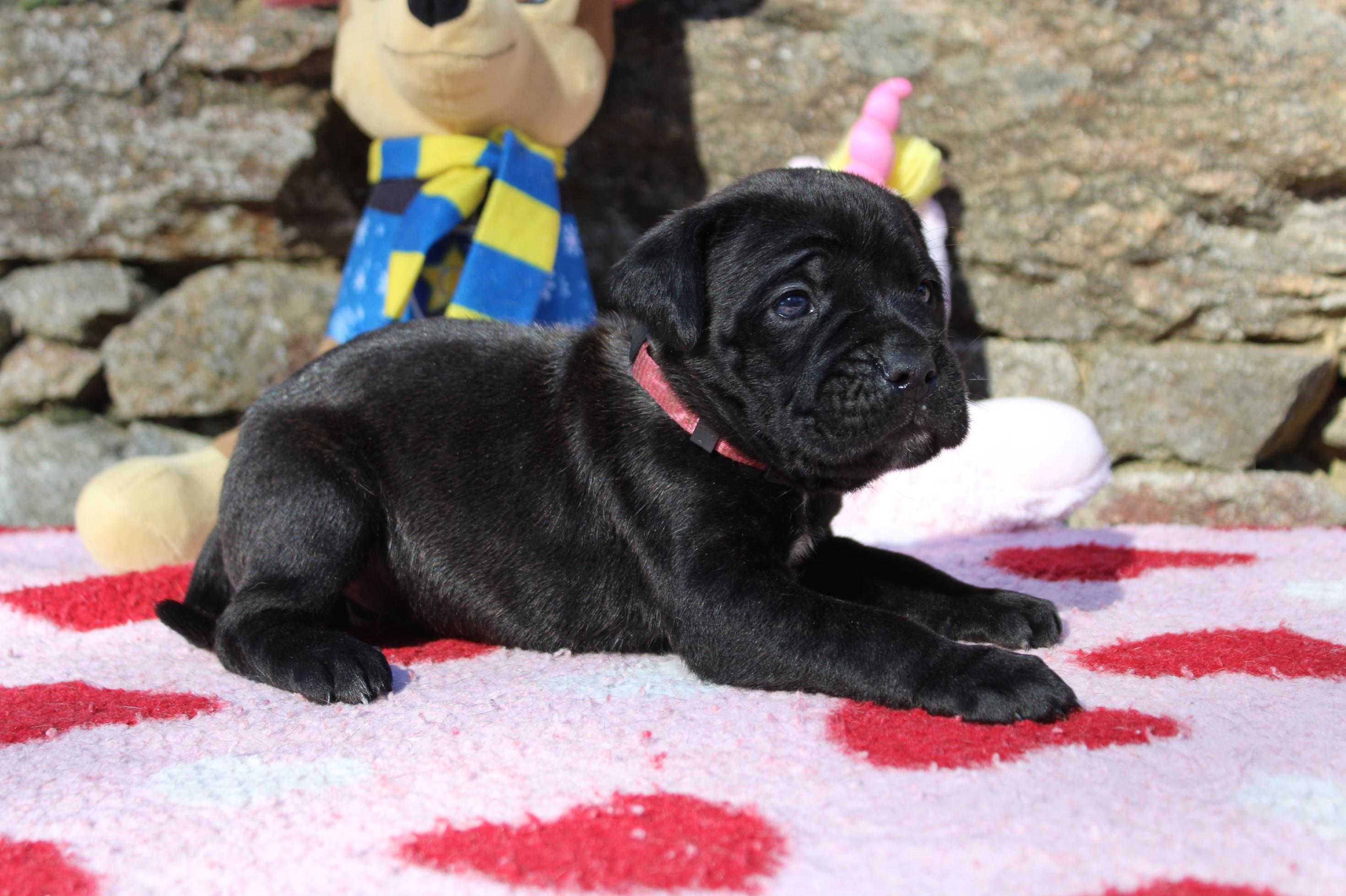 Image Cane Corso