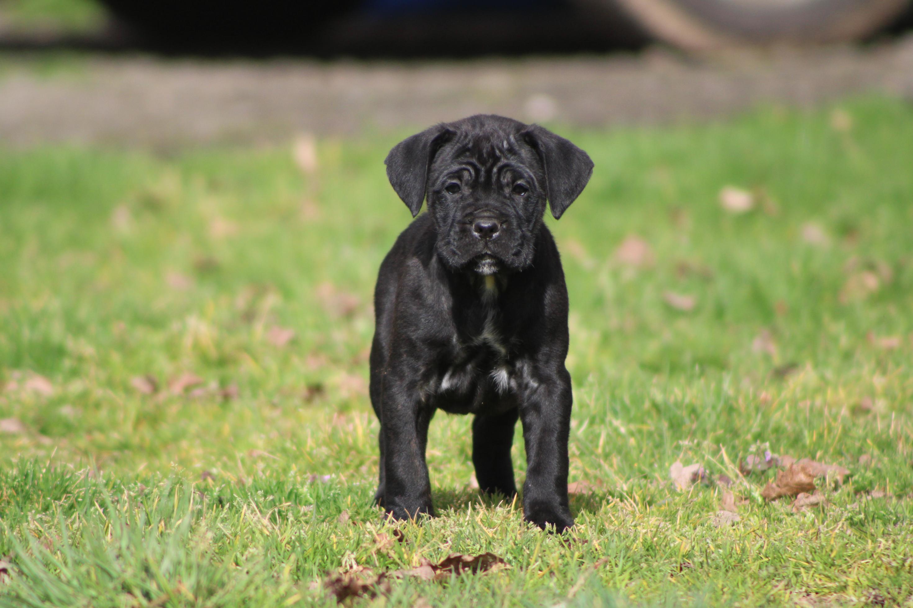 Image Cane Corso