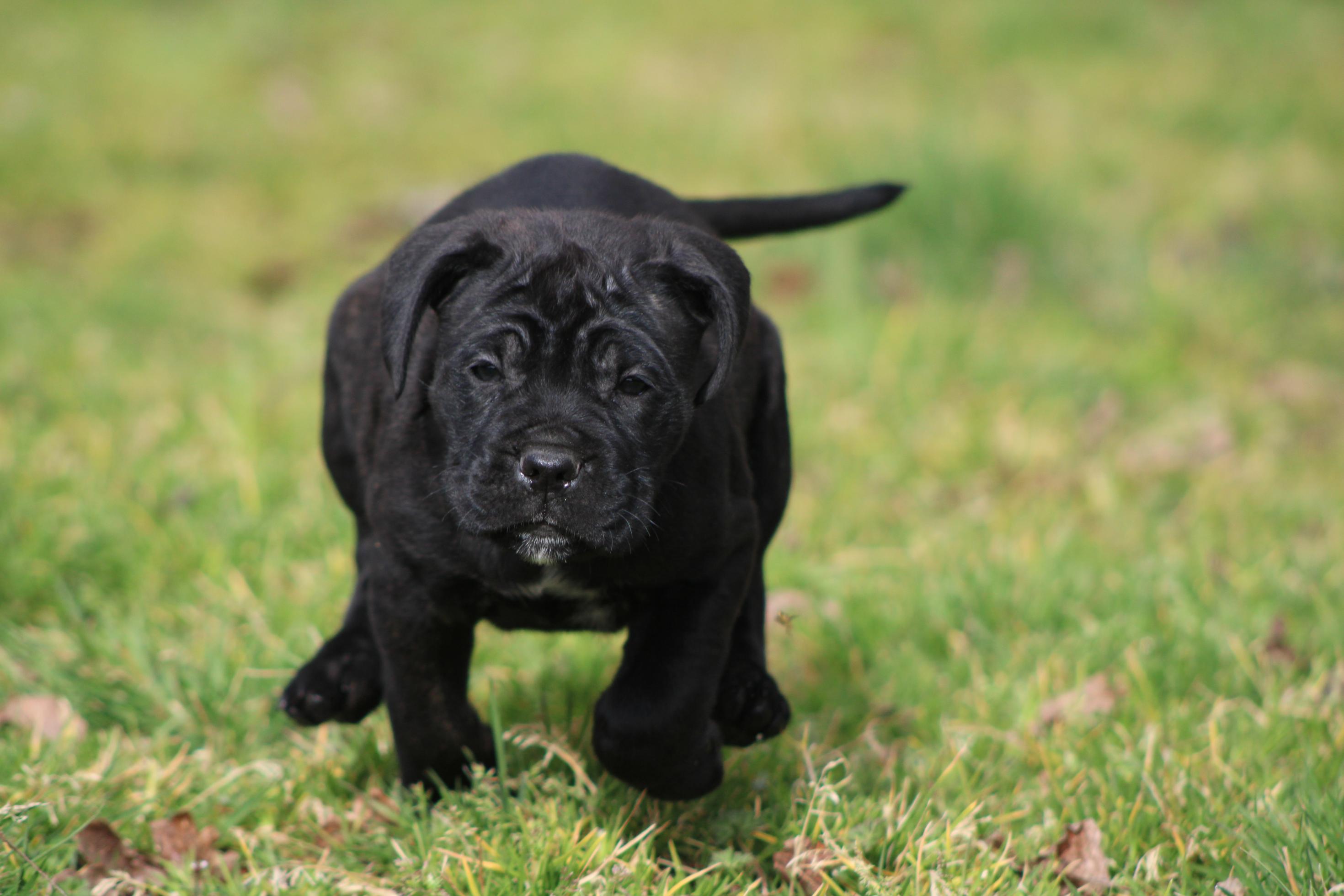 Image Cane Corso