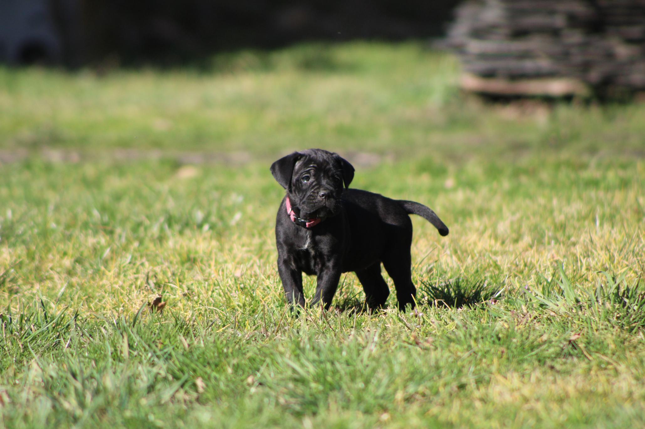 Image Cane Corso
