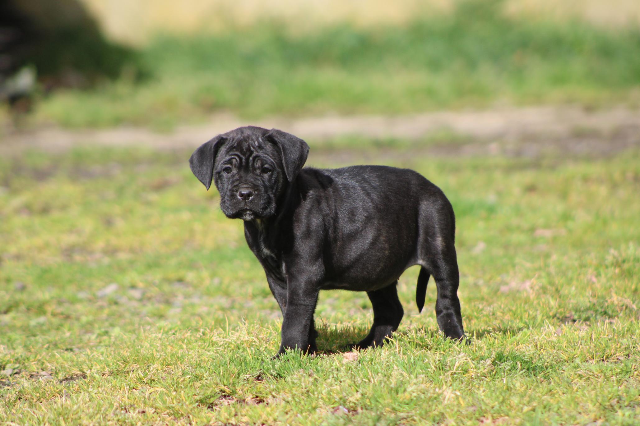 Image Cane Corso