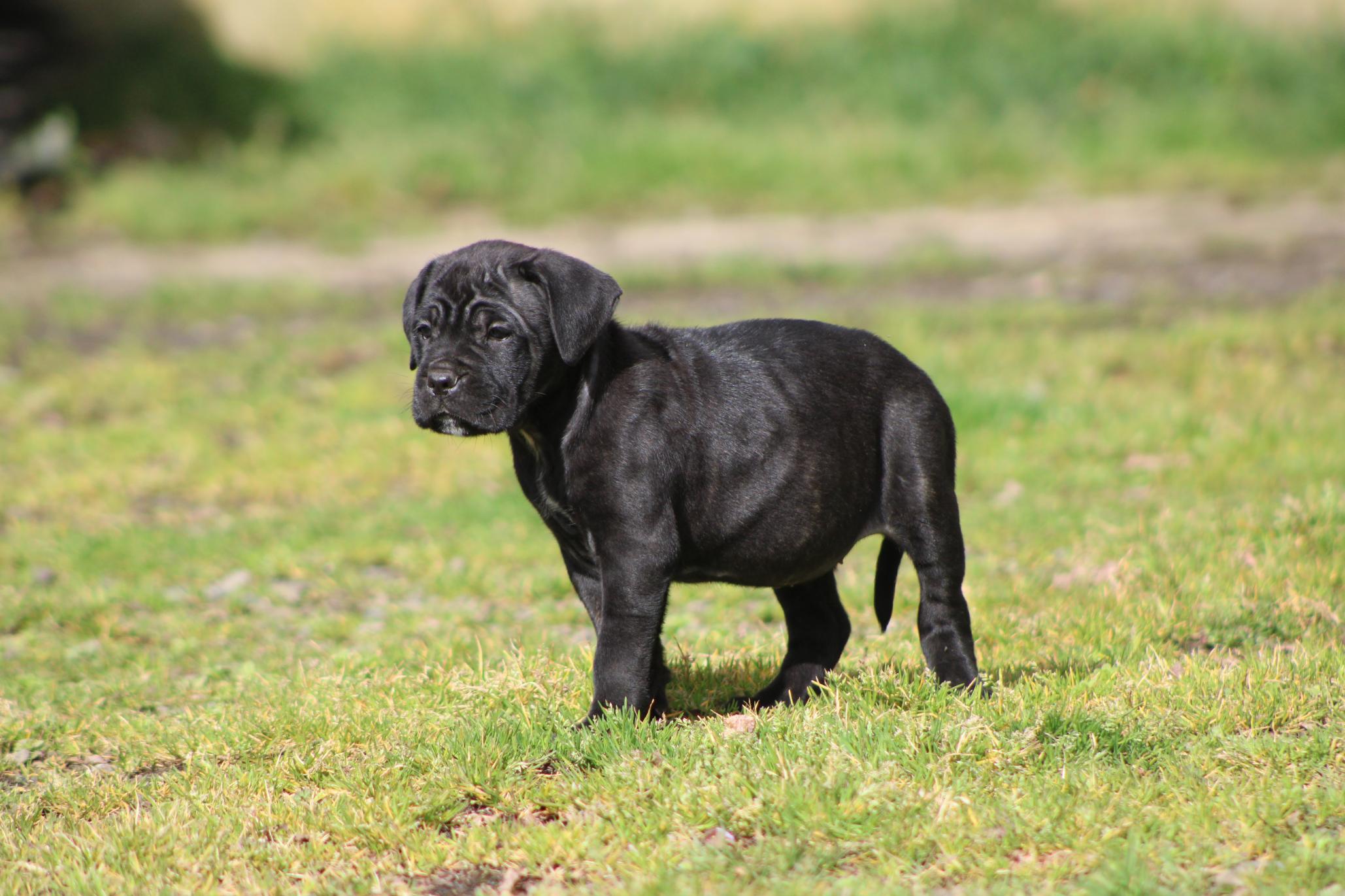 Image Cane Corso
