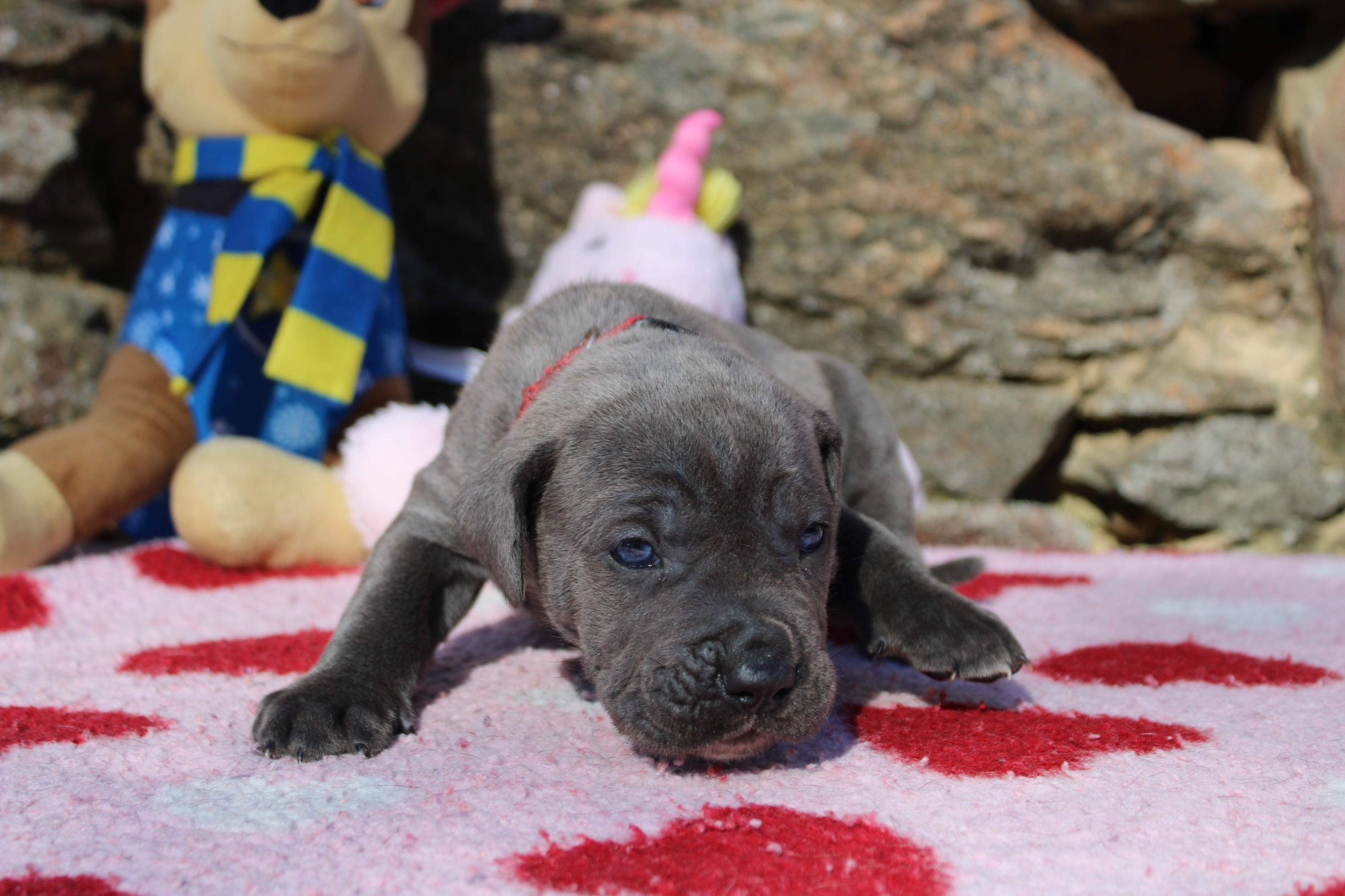 Image Cane Corso