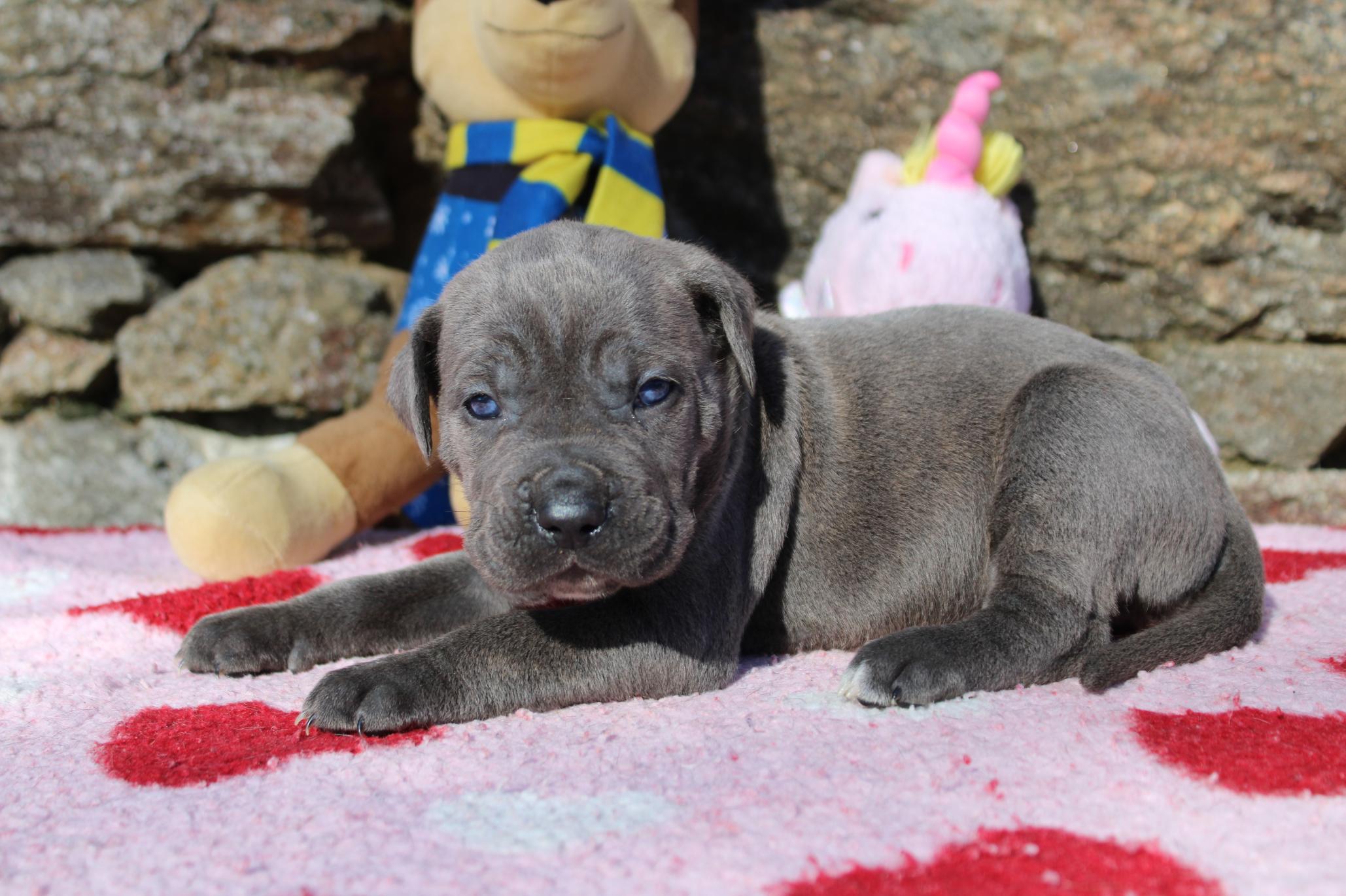 Image Cane Corso