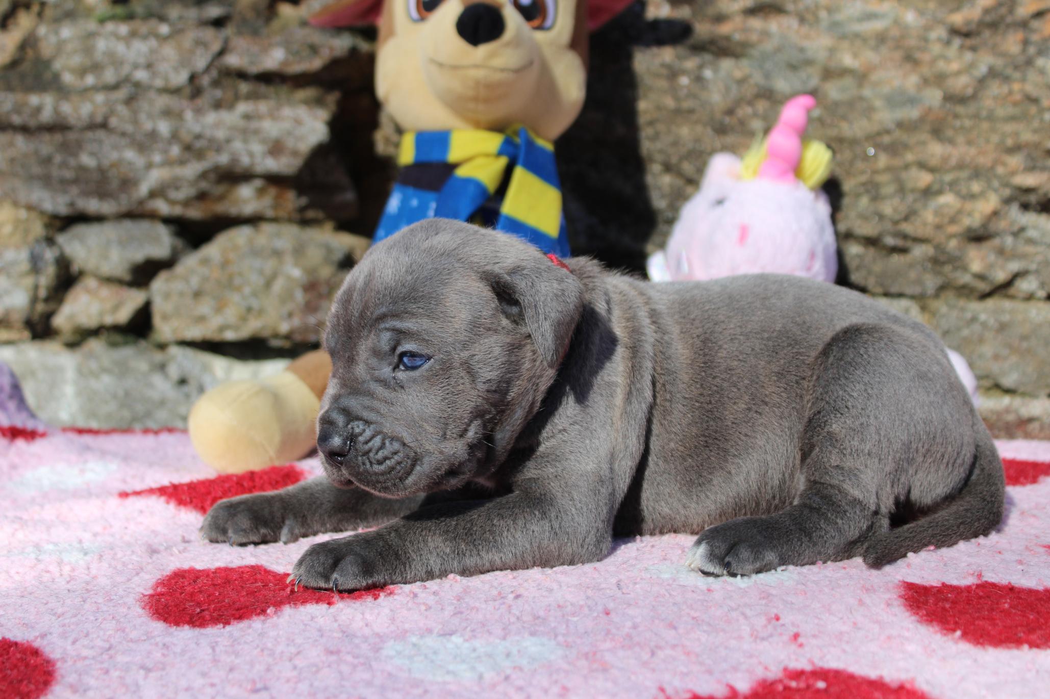 Image Cane Corso