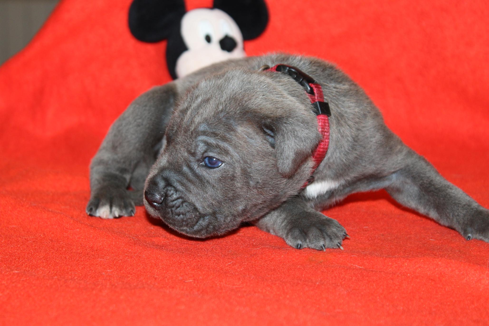 Image Cane Corso
