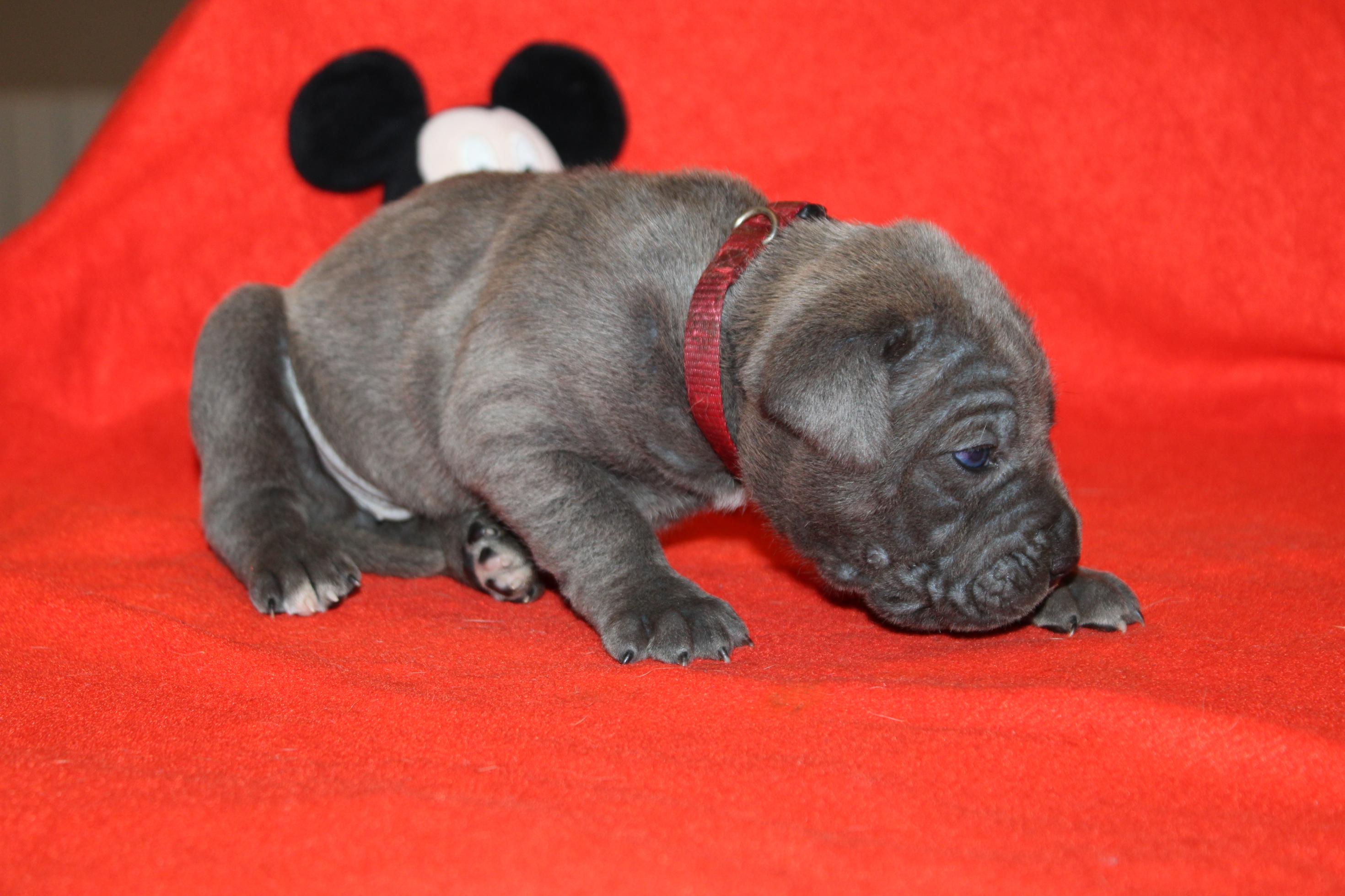 Image Cane Corso