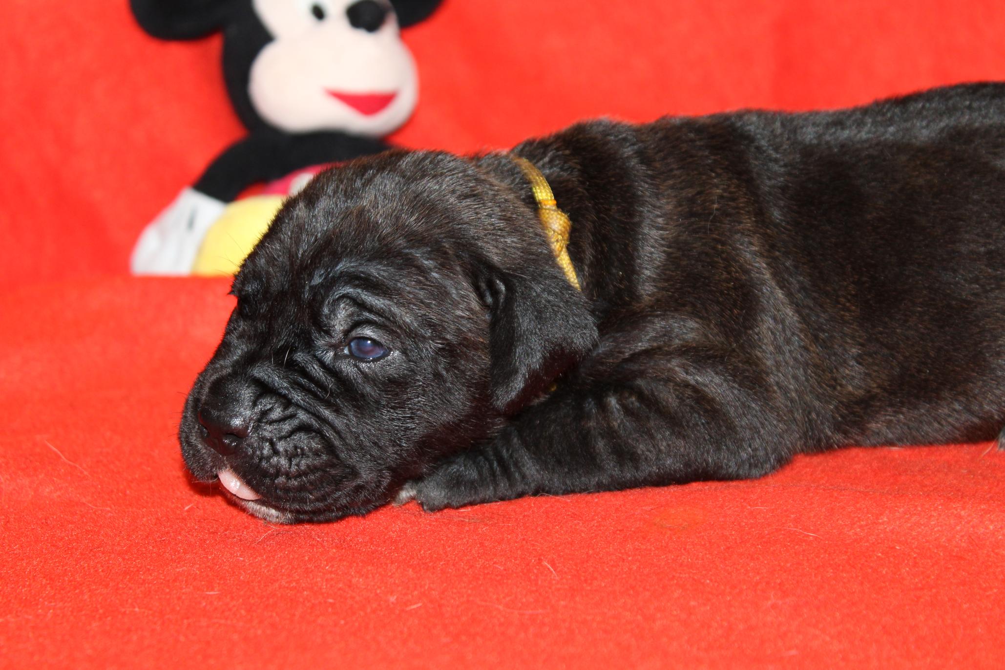Image Cane Corso