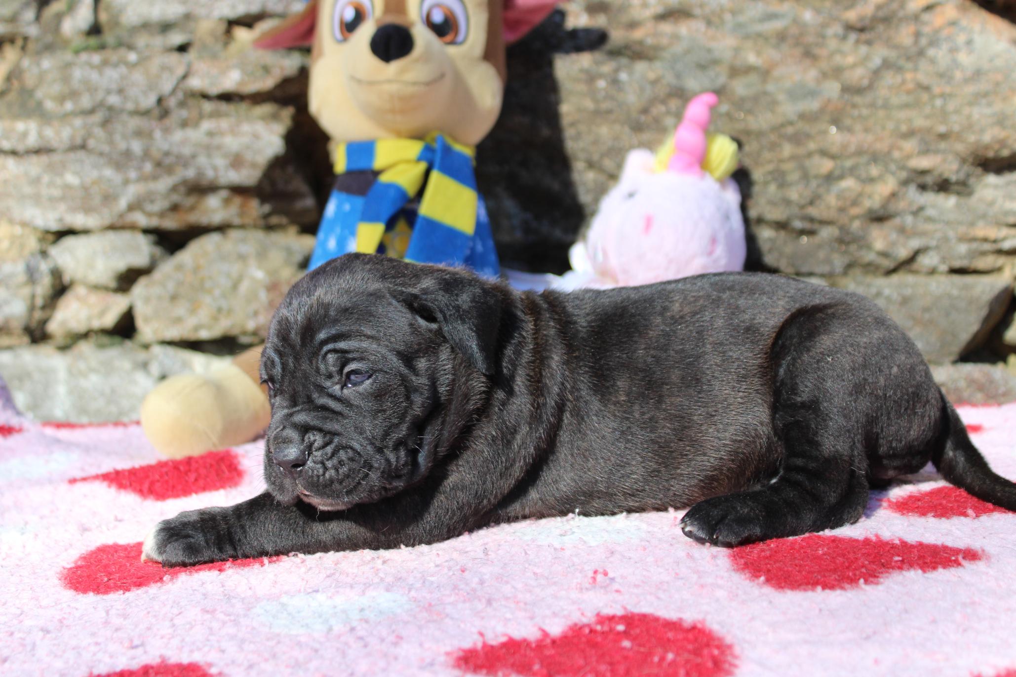 Image Cane Corso