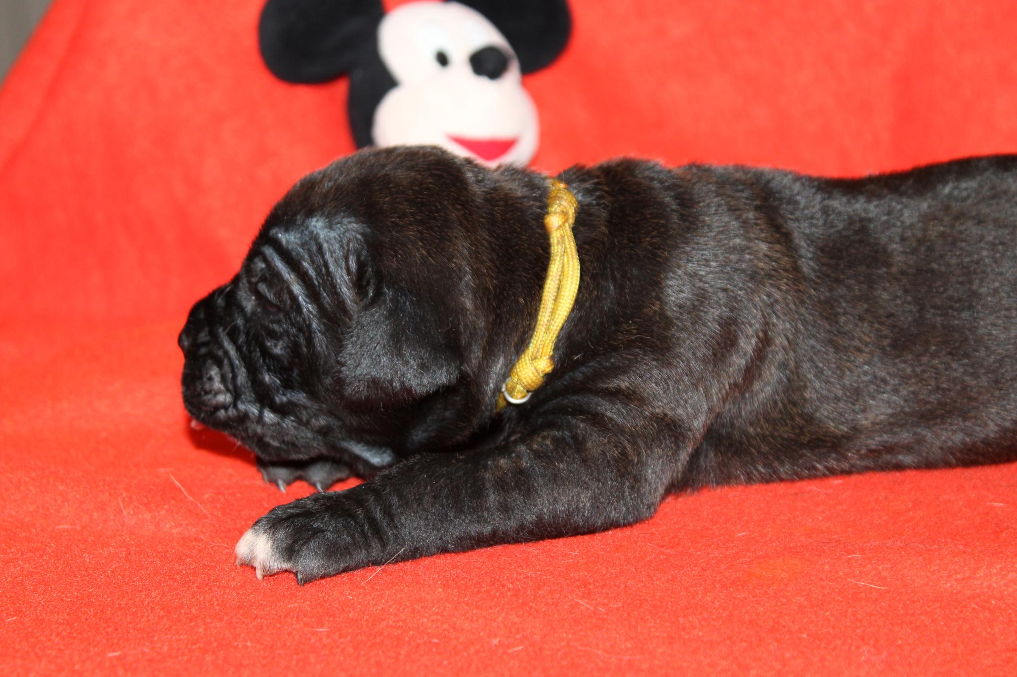 Image Cane Corso