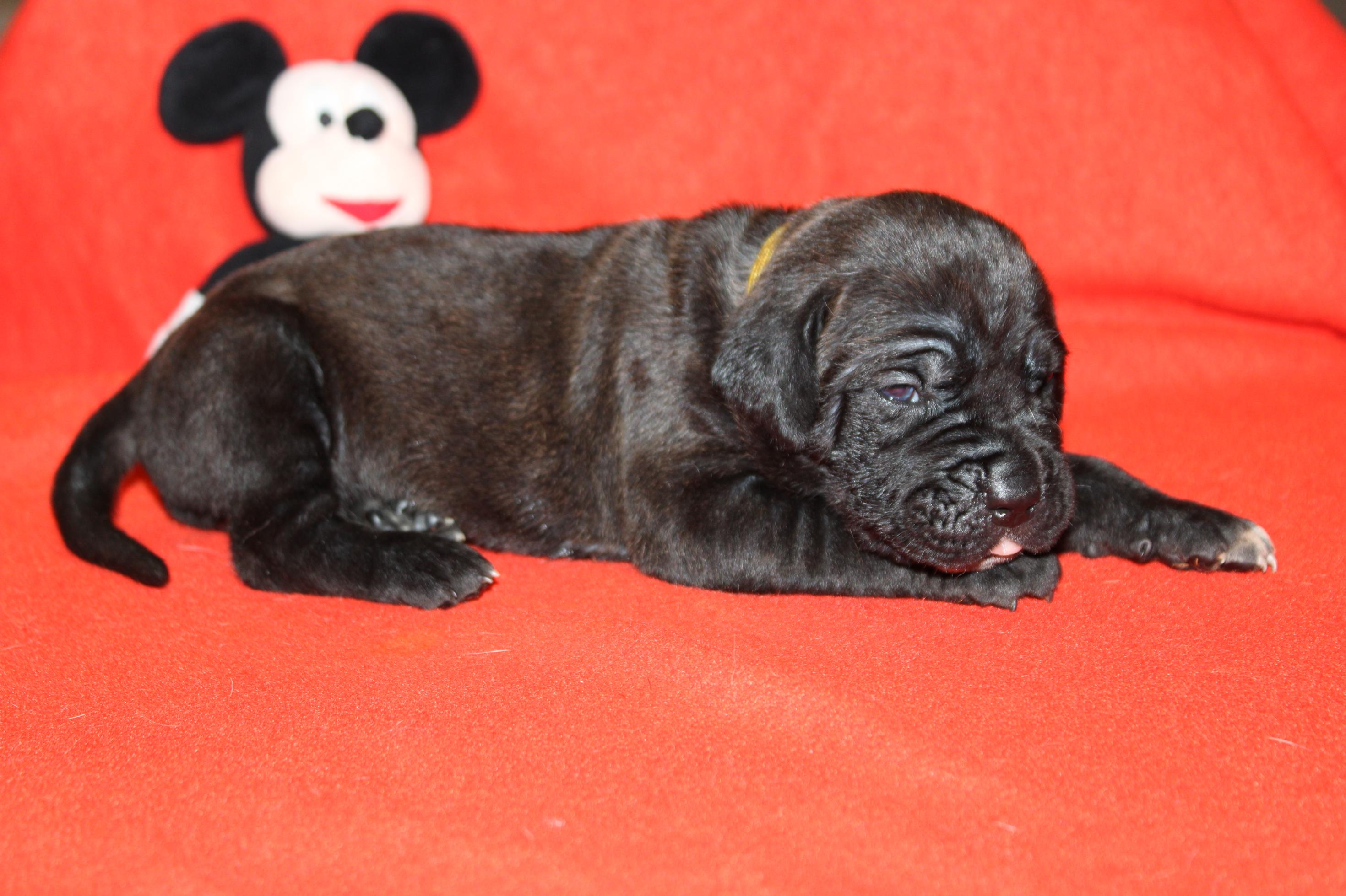 Image Cane Corso
