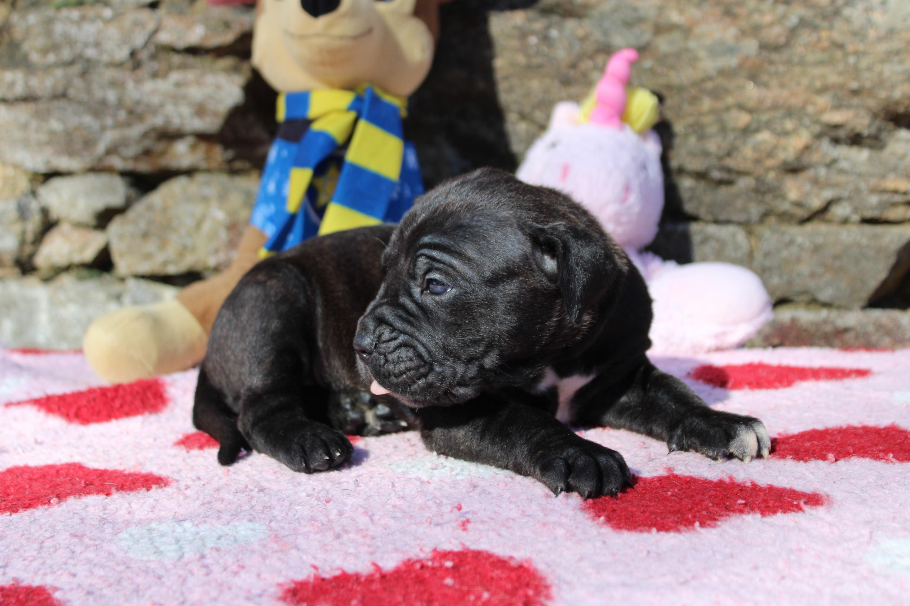 Image Cane Corso