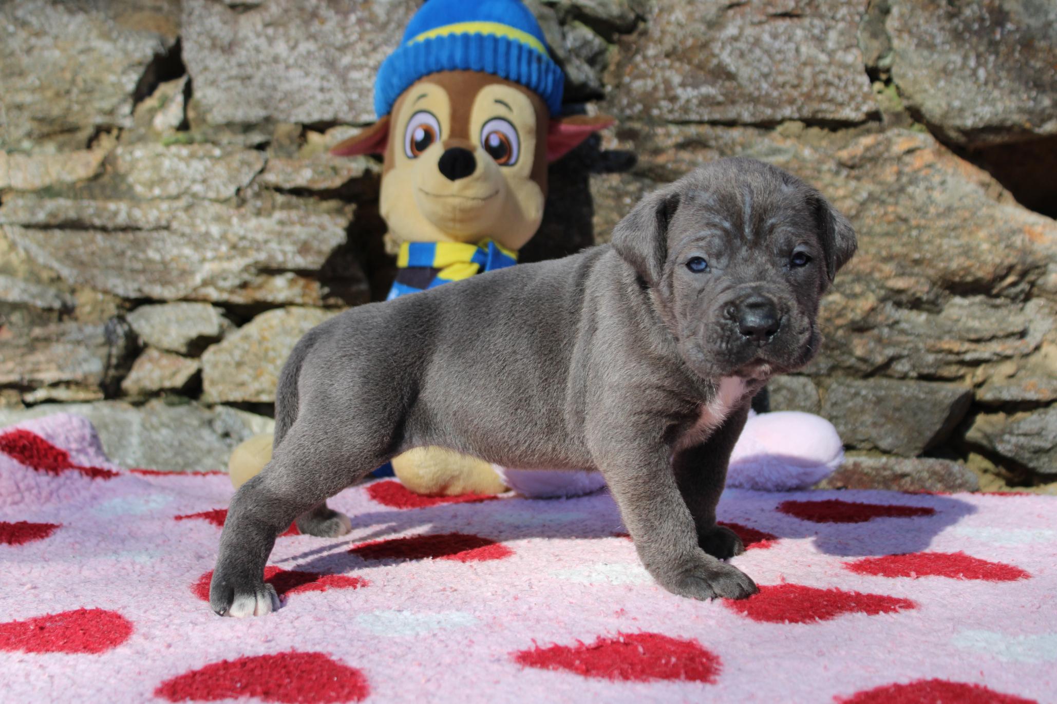 Image Cane Corso