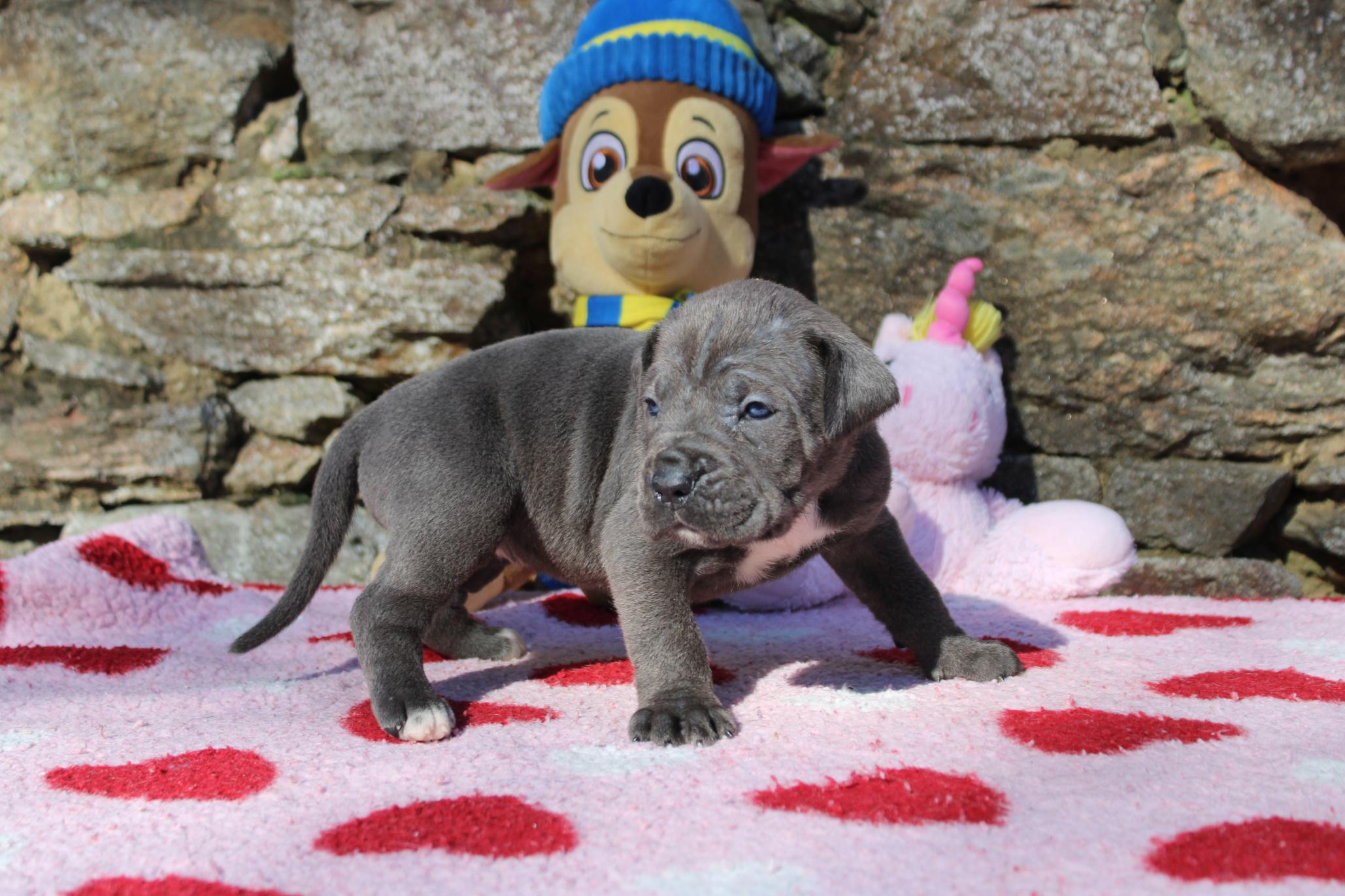 Image Cane Corso