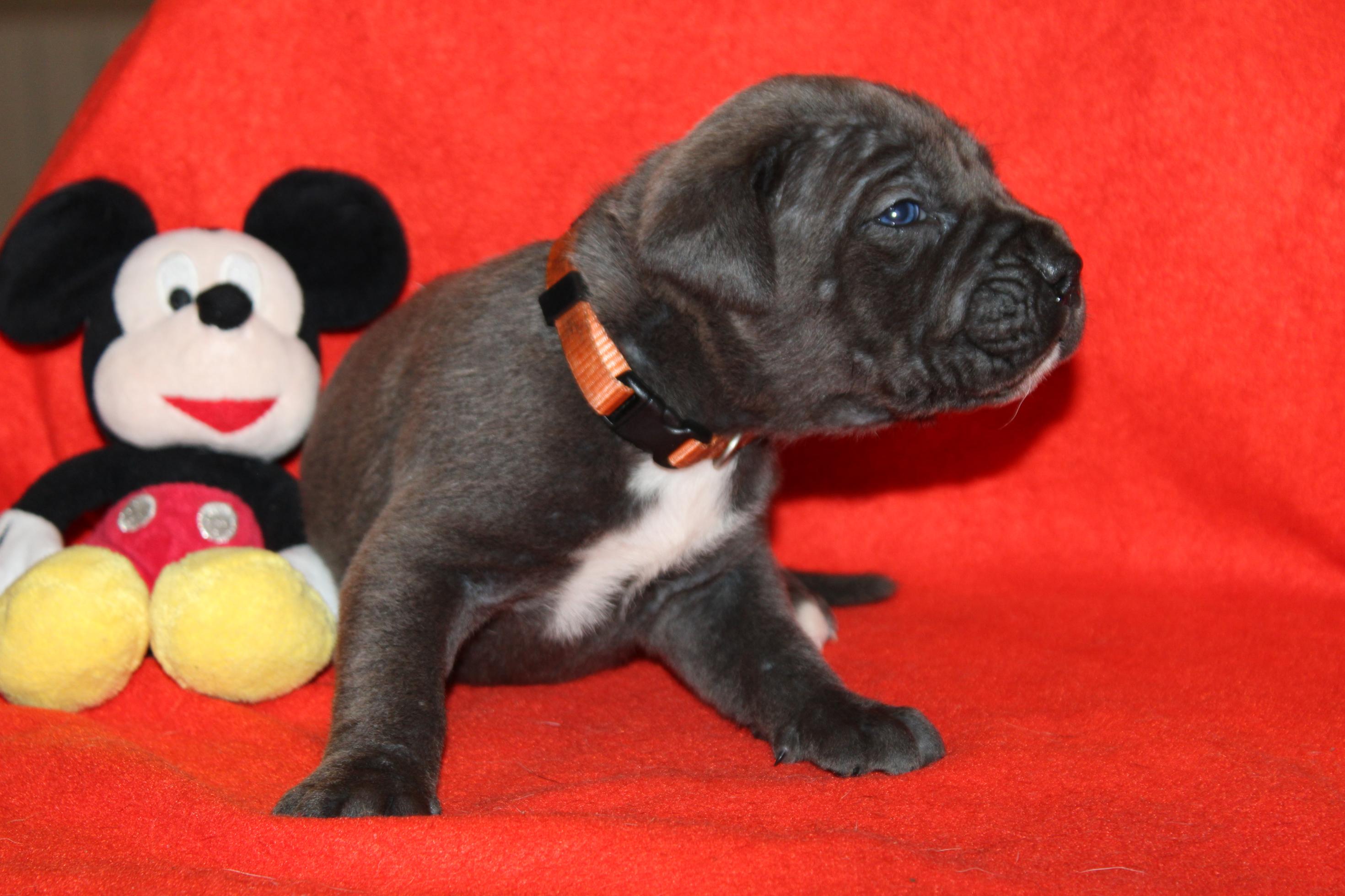 Image Cane Corso