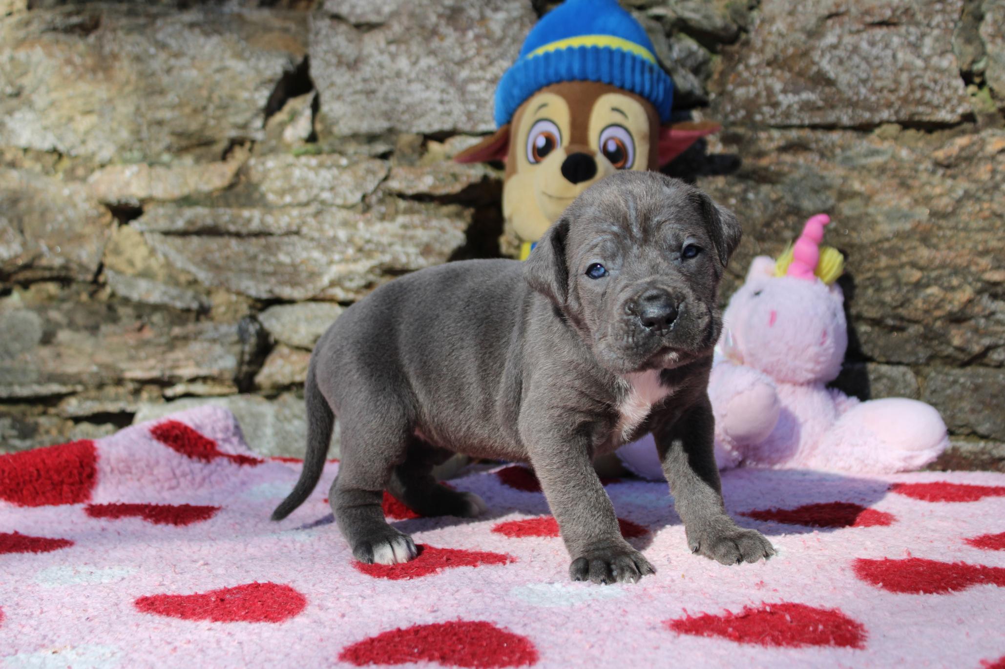 Image Cane Corso