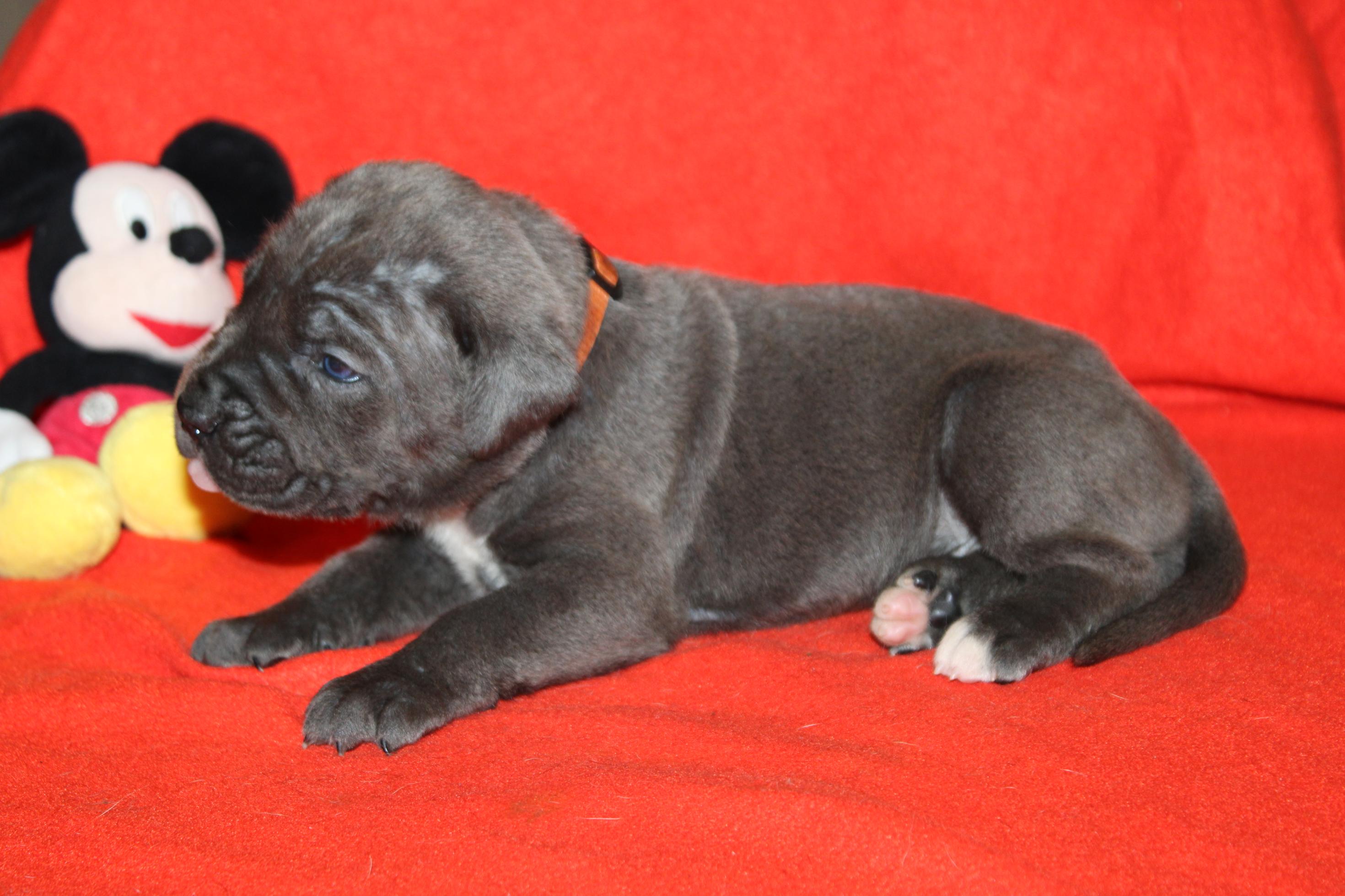 Image Cane Corso