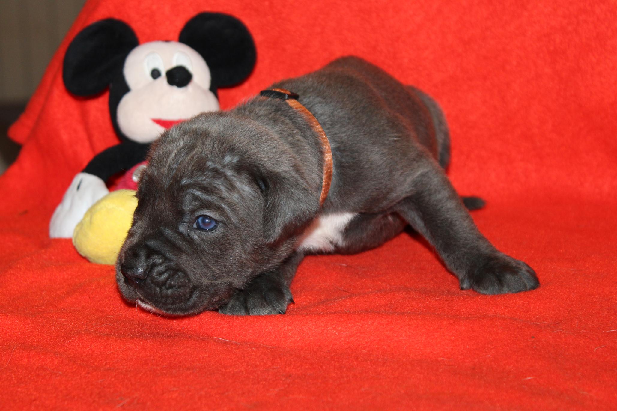 Image Cane Corso