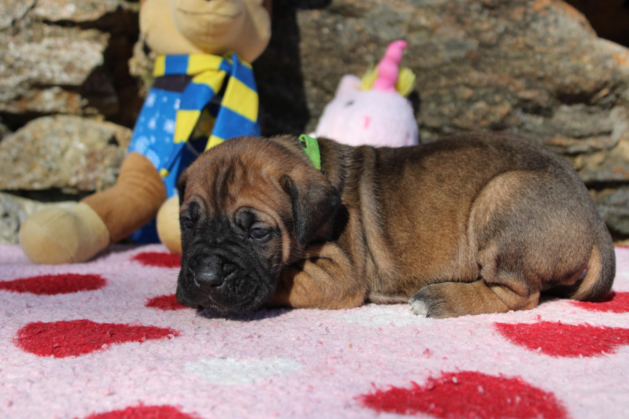 Image Cane Corso