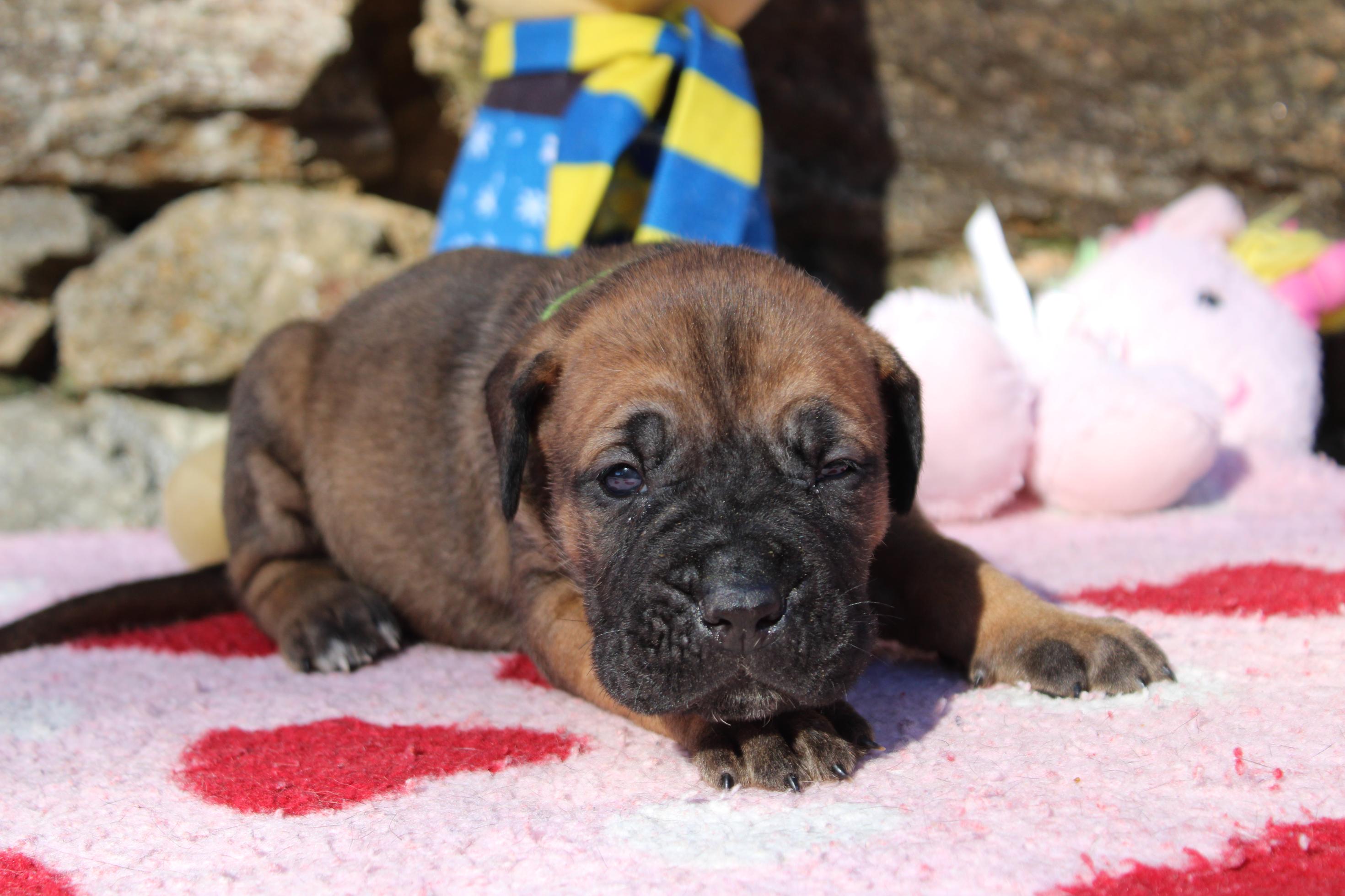 Image Cane Corso