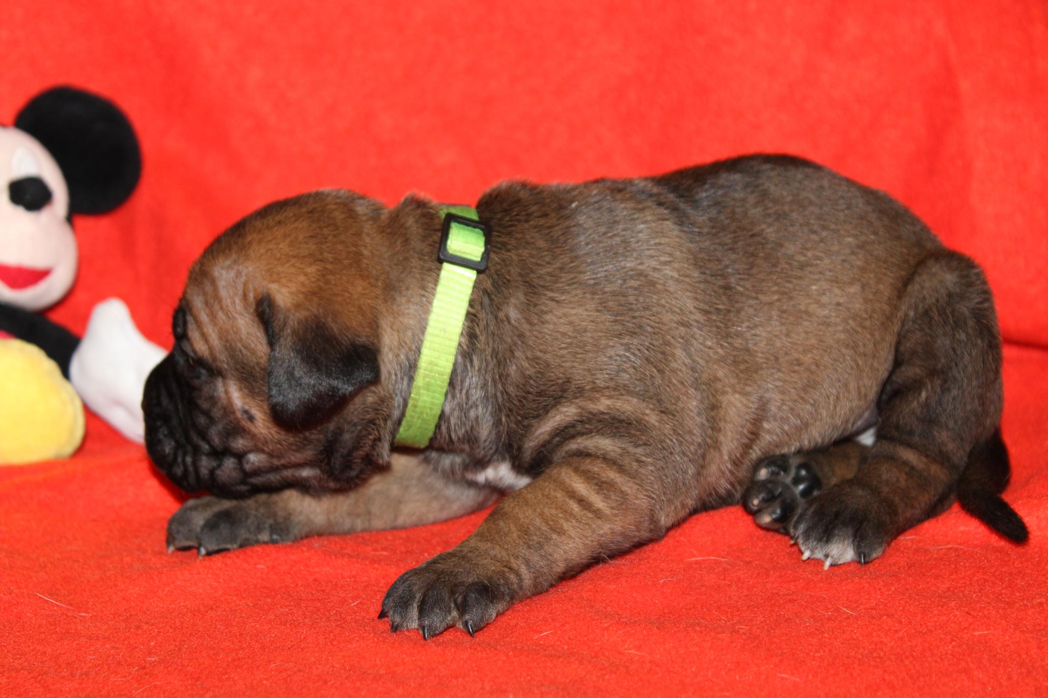 Image Cane Corso