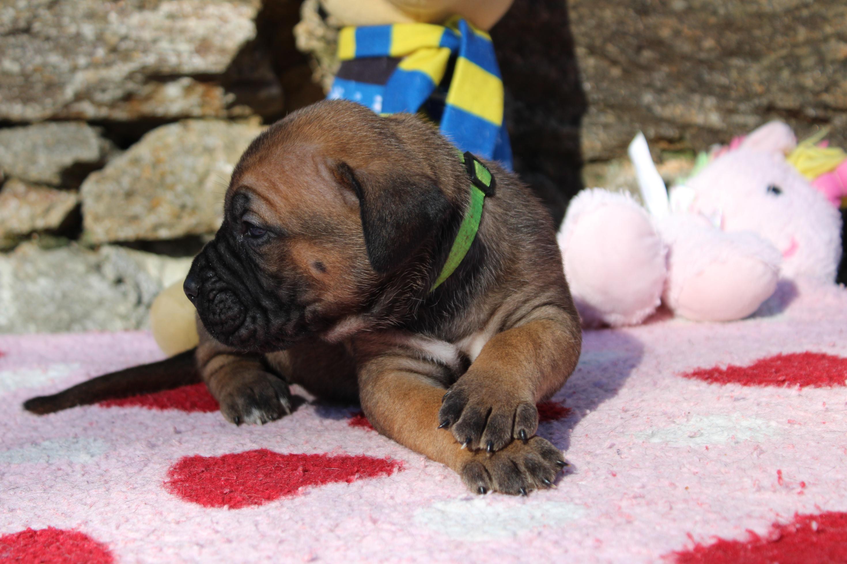 Image Cane Corso