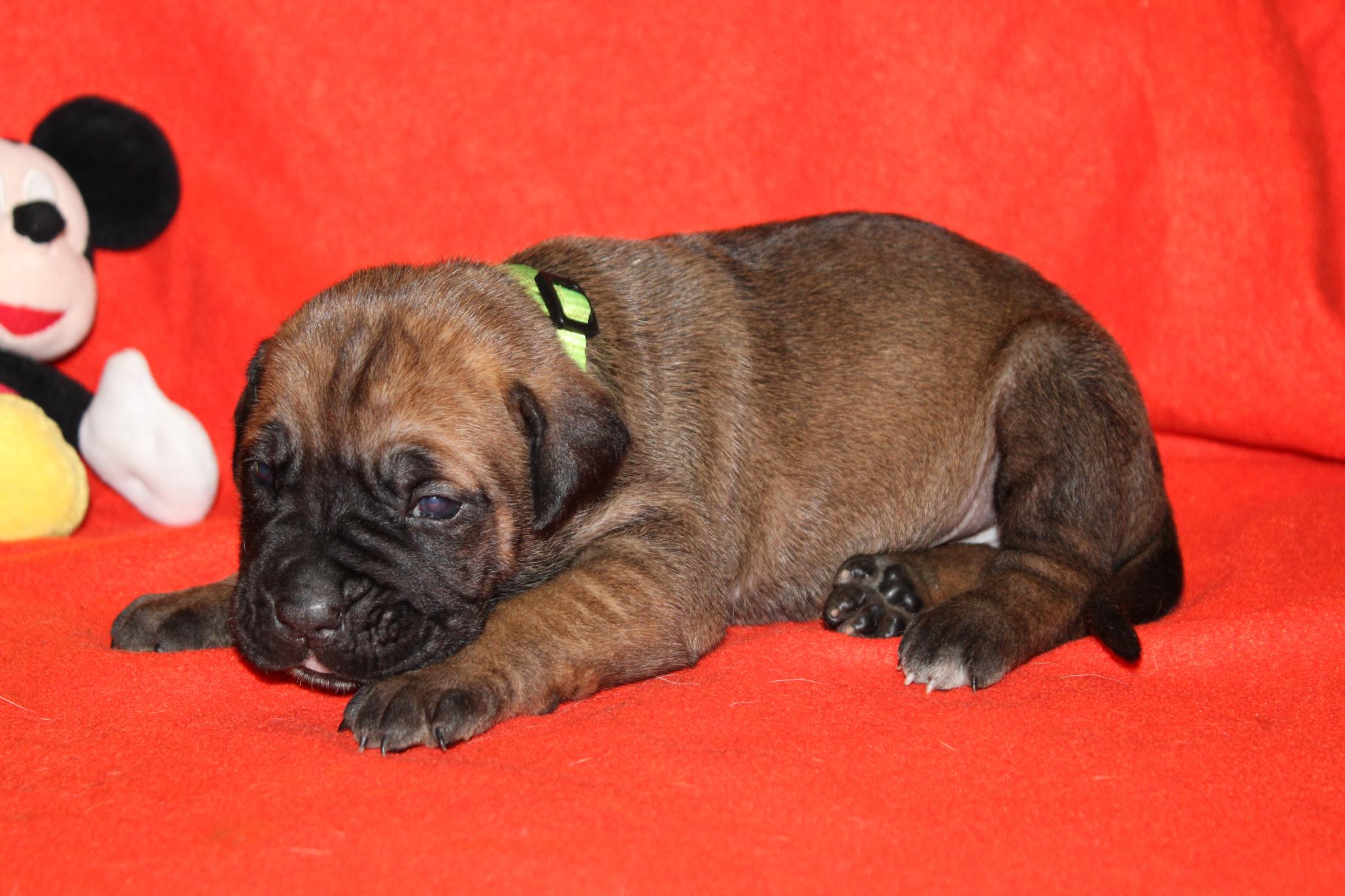 Image Cane Corso