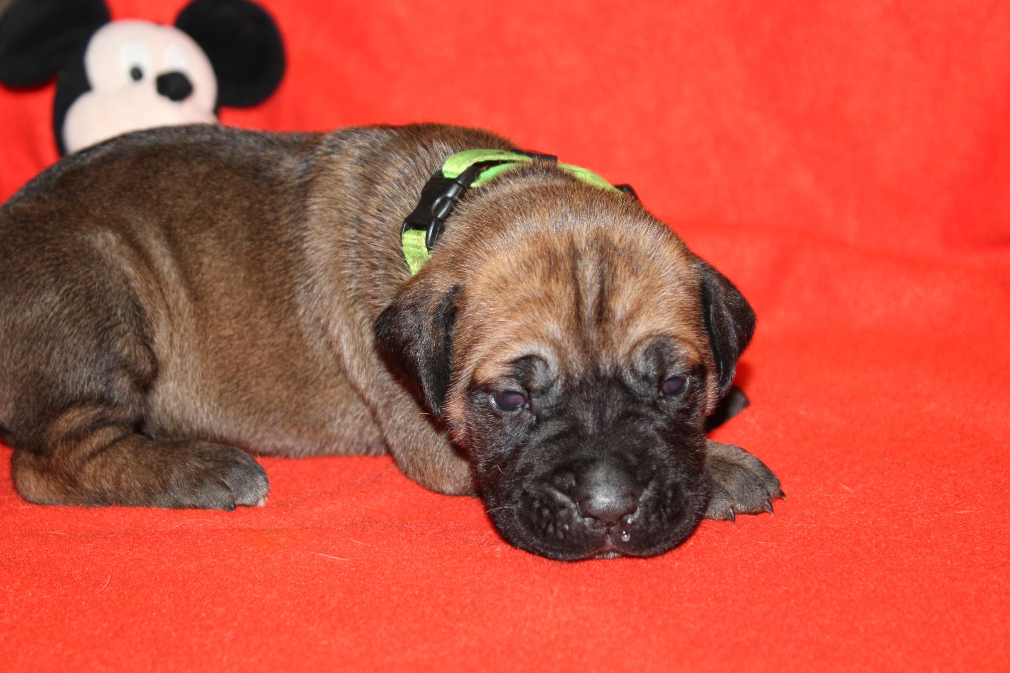 Image Cane Corso