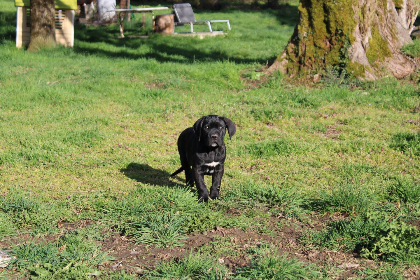 Image Cane Corso