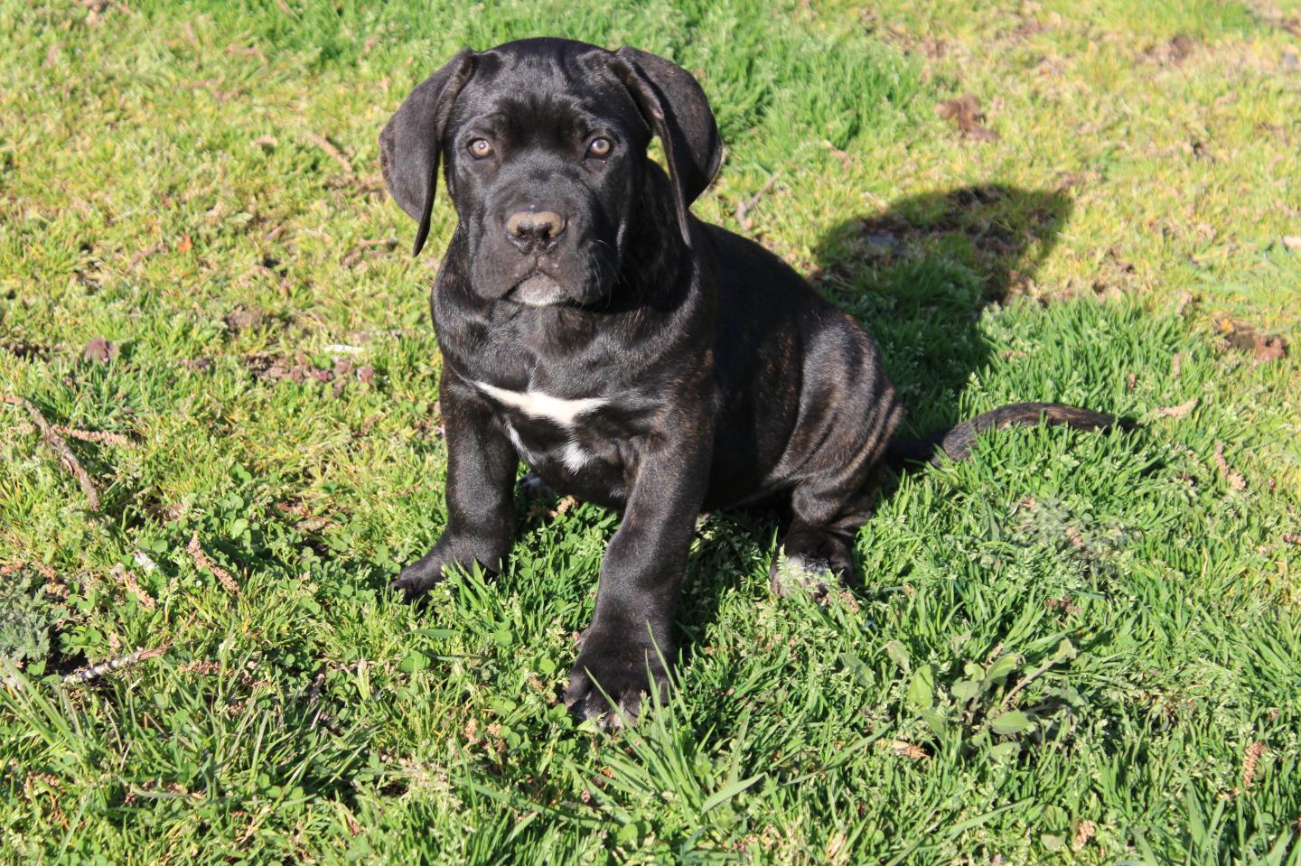Image Cane Corso