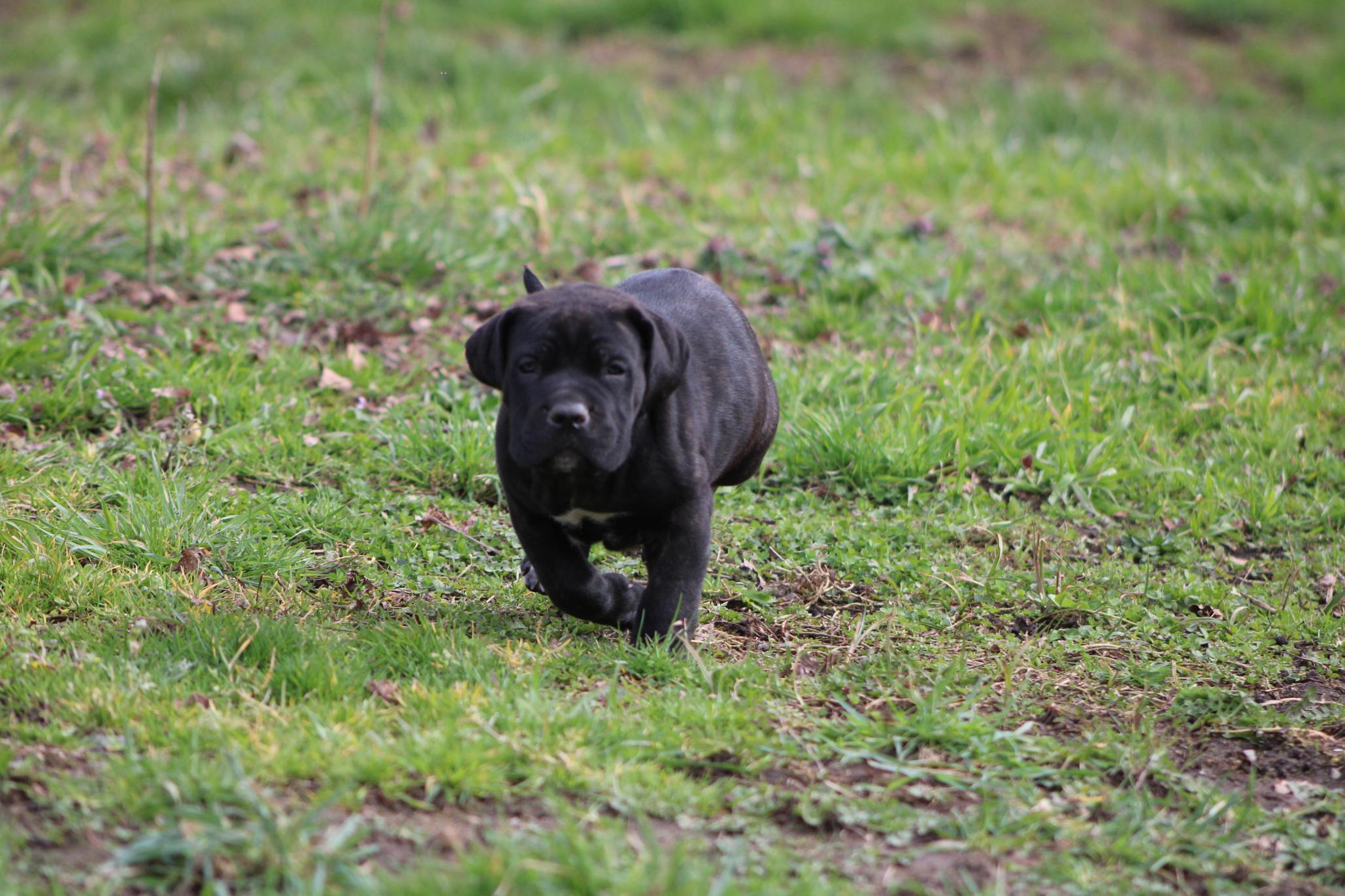 Image Cane Corso