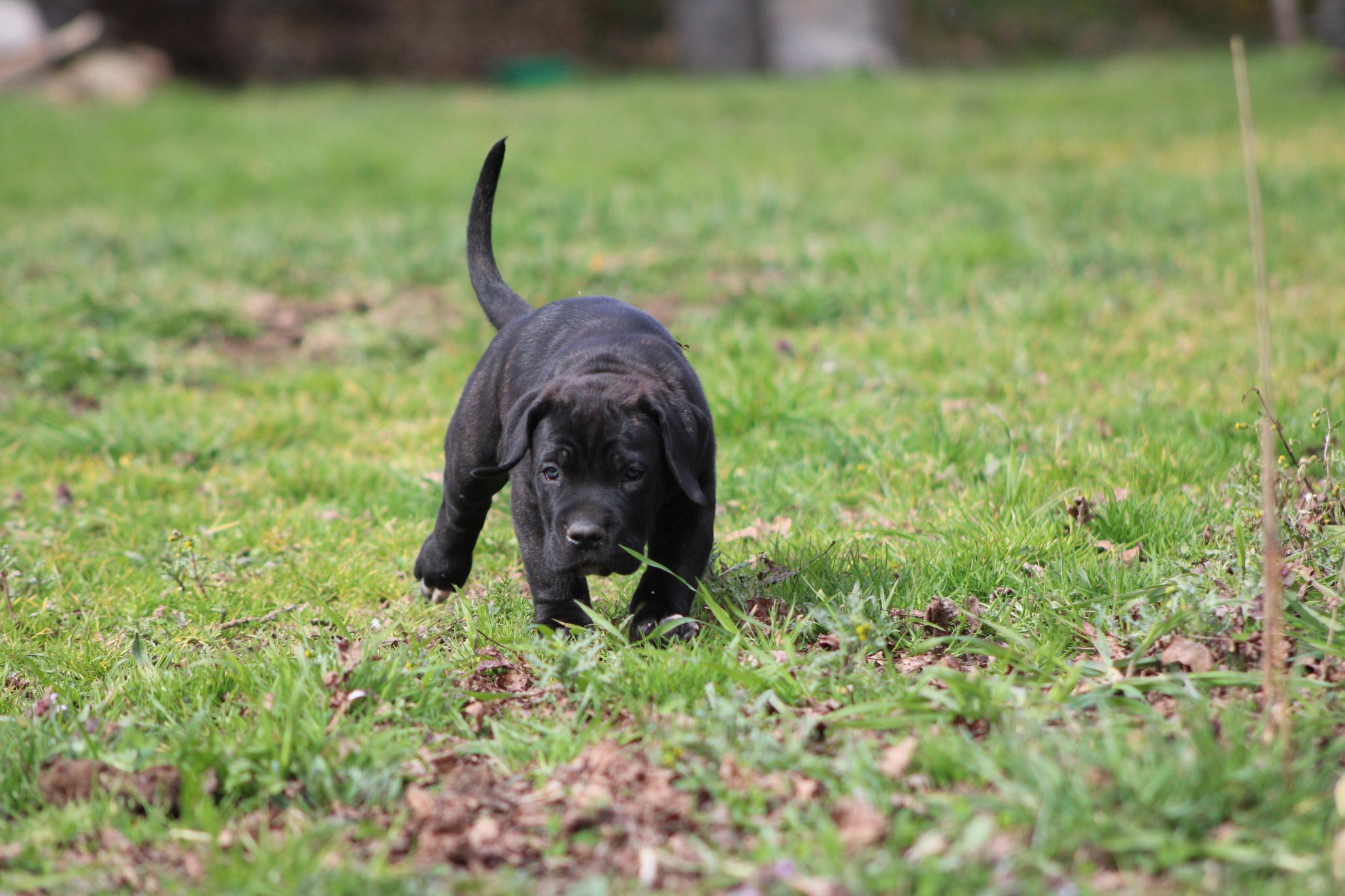 Image Cane Corso