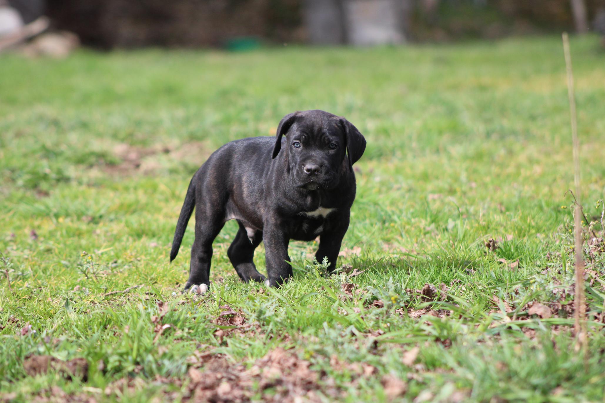 Image Cane Corso