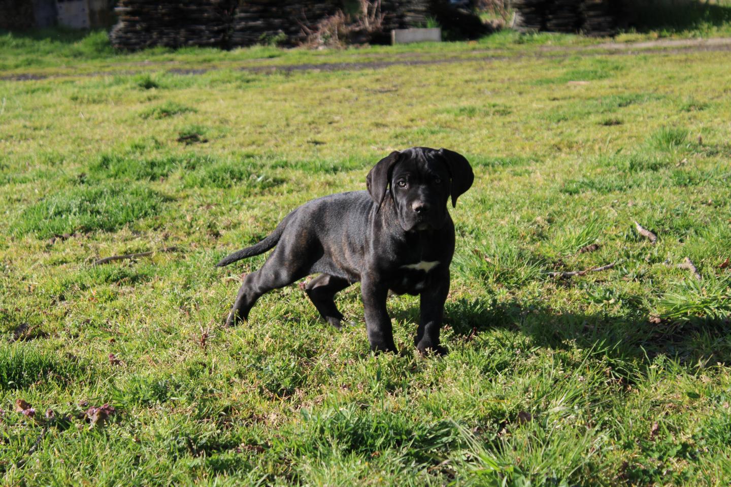 Image Cane Corso