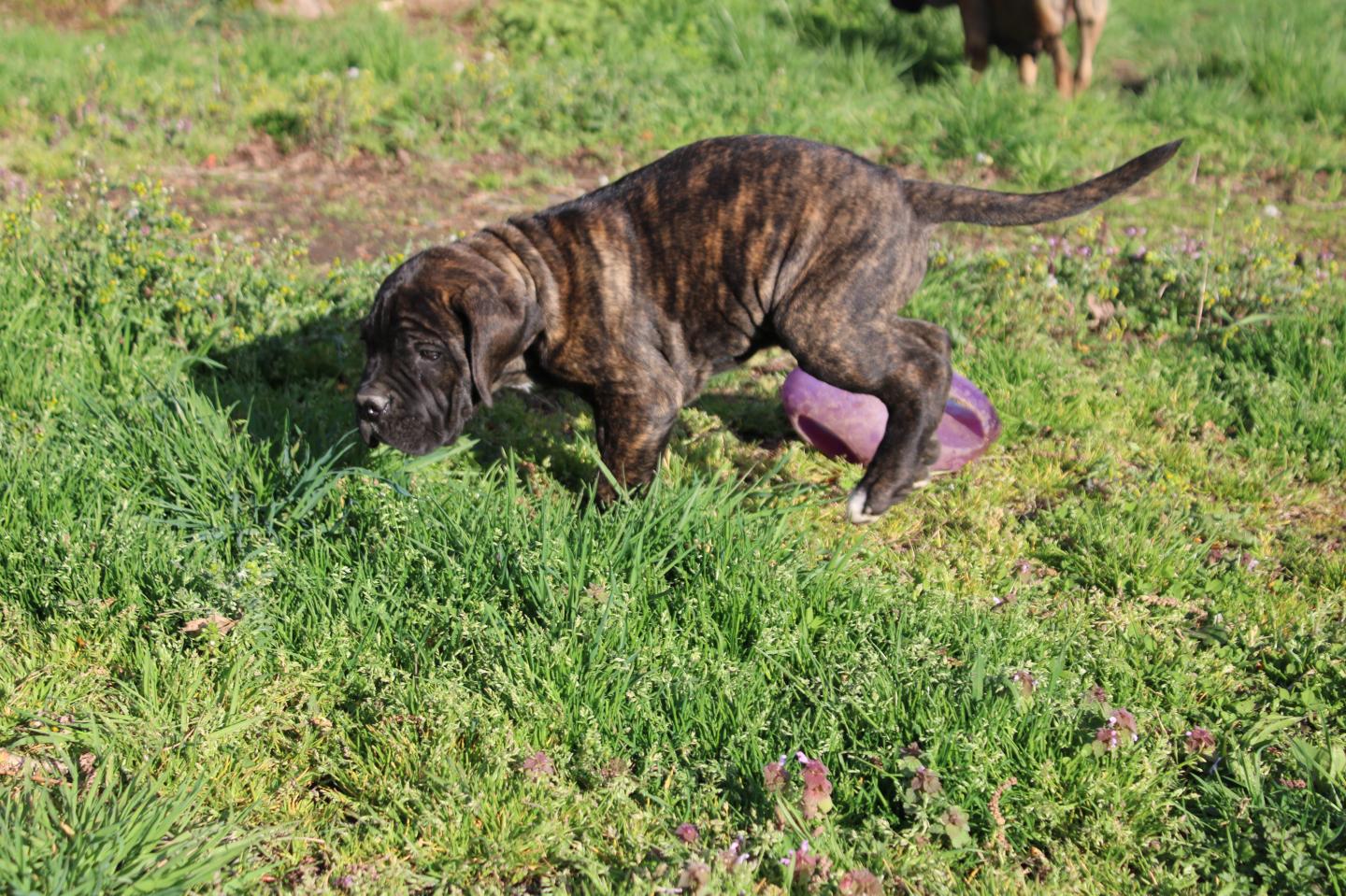 Image Cane Corso