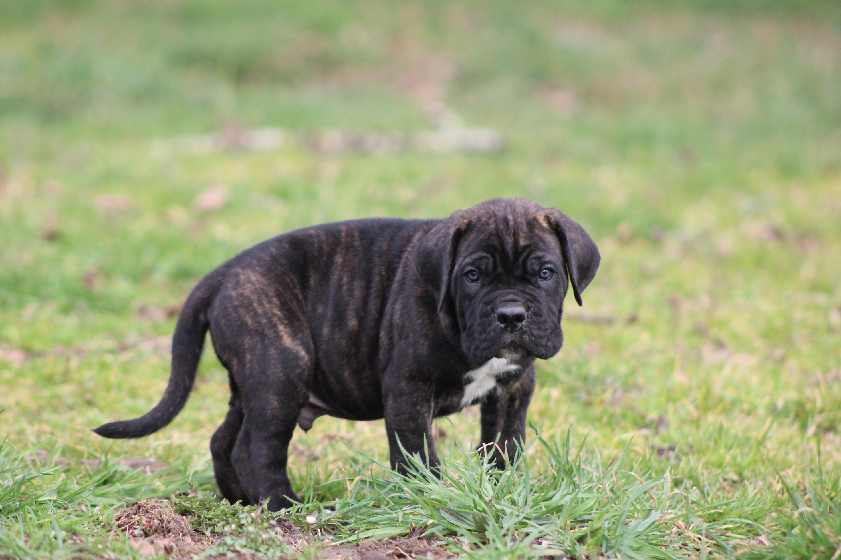 Image Cane Corso