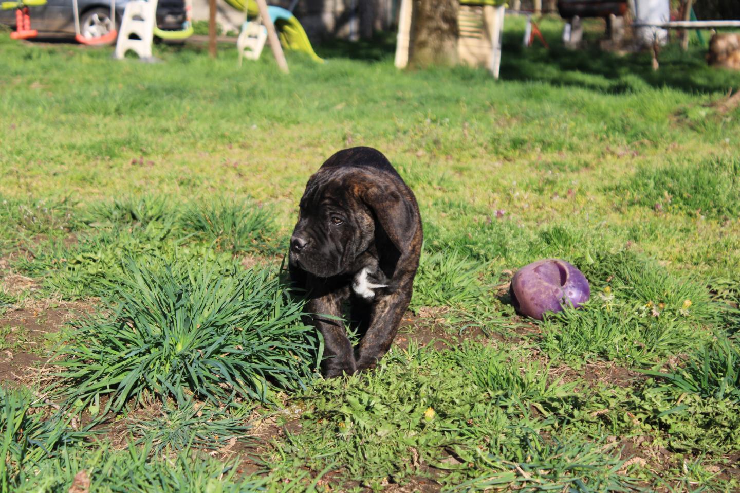 Image Cane Corso