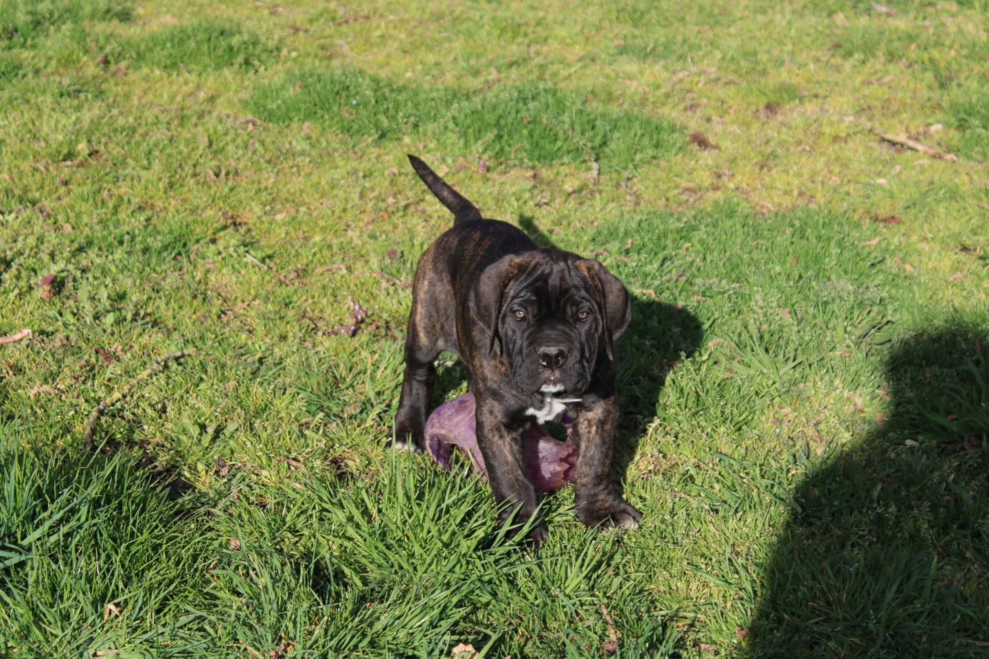 Image Cane Corso