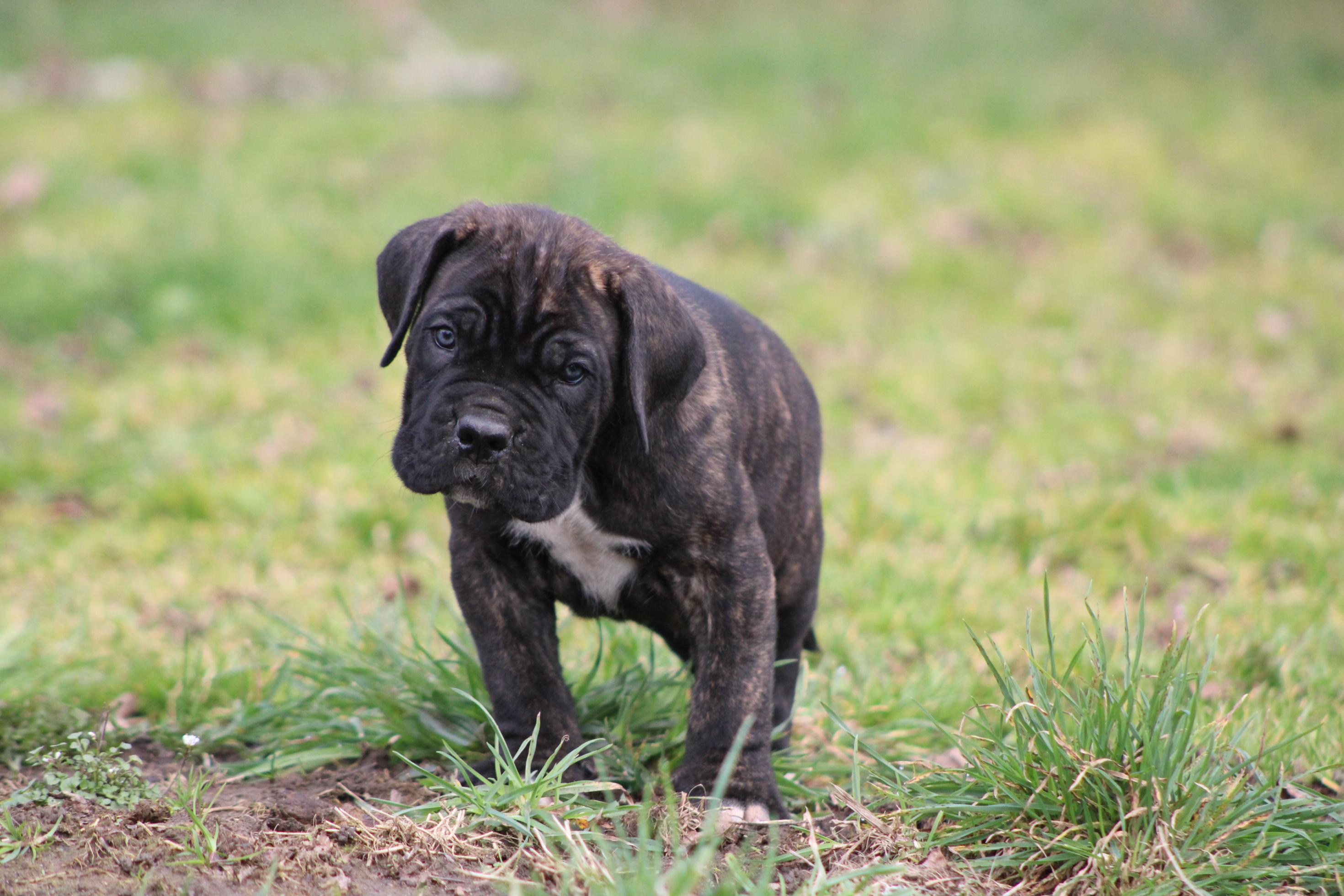 Image Cane Corso