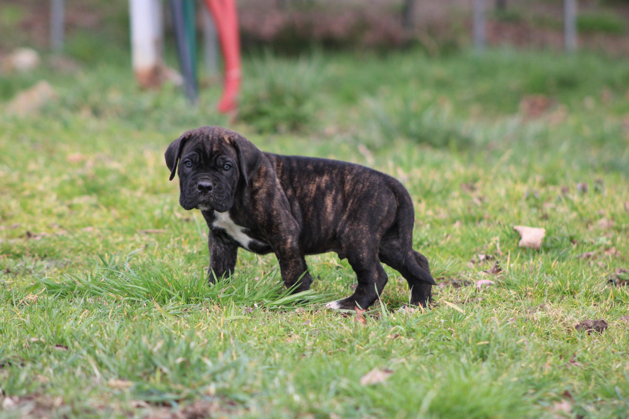 Image Cane Corso
