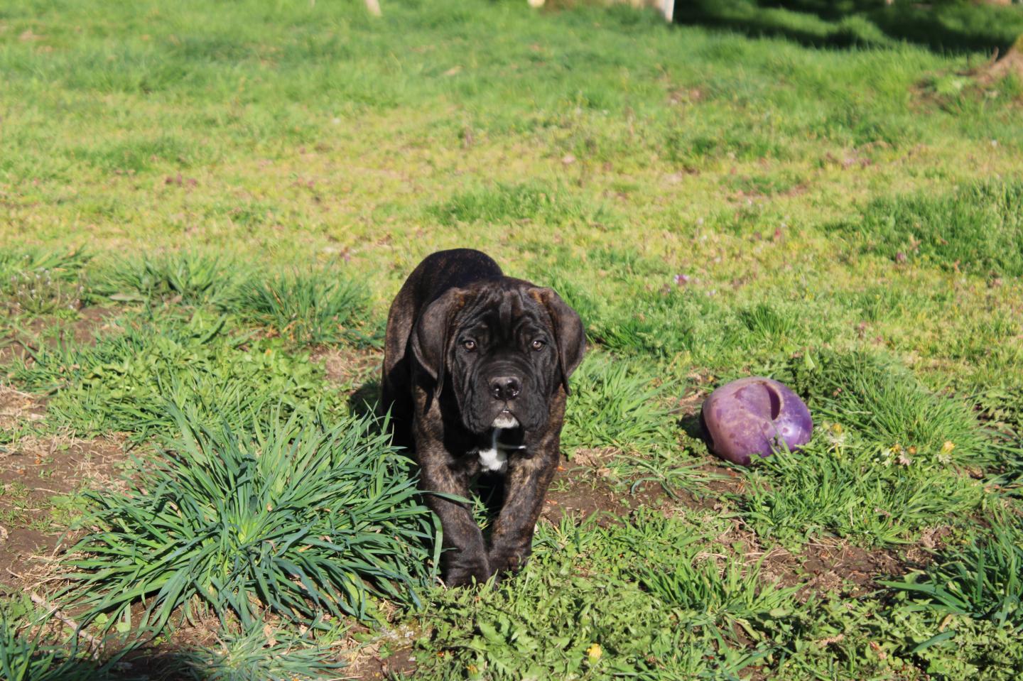 Image Cane Corso